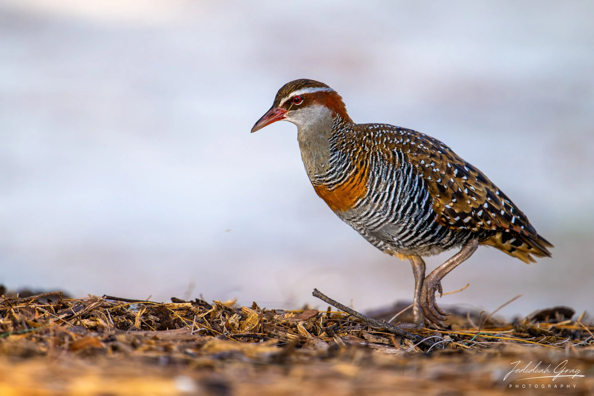Buff-banded Rail, Queensland, Australia
