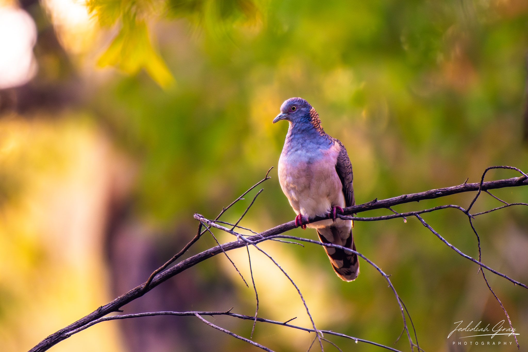 Bar-shouldered Dove, Northern Territory, Australia