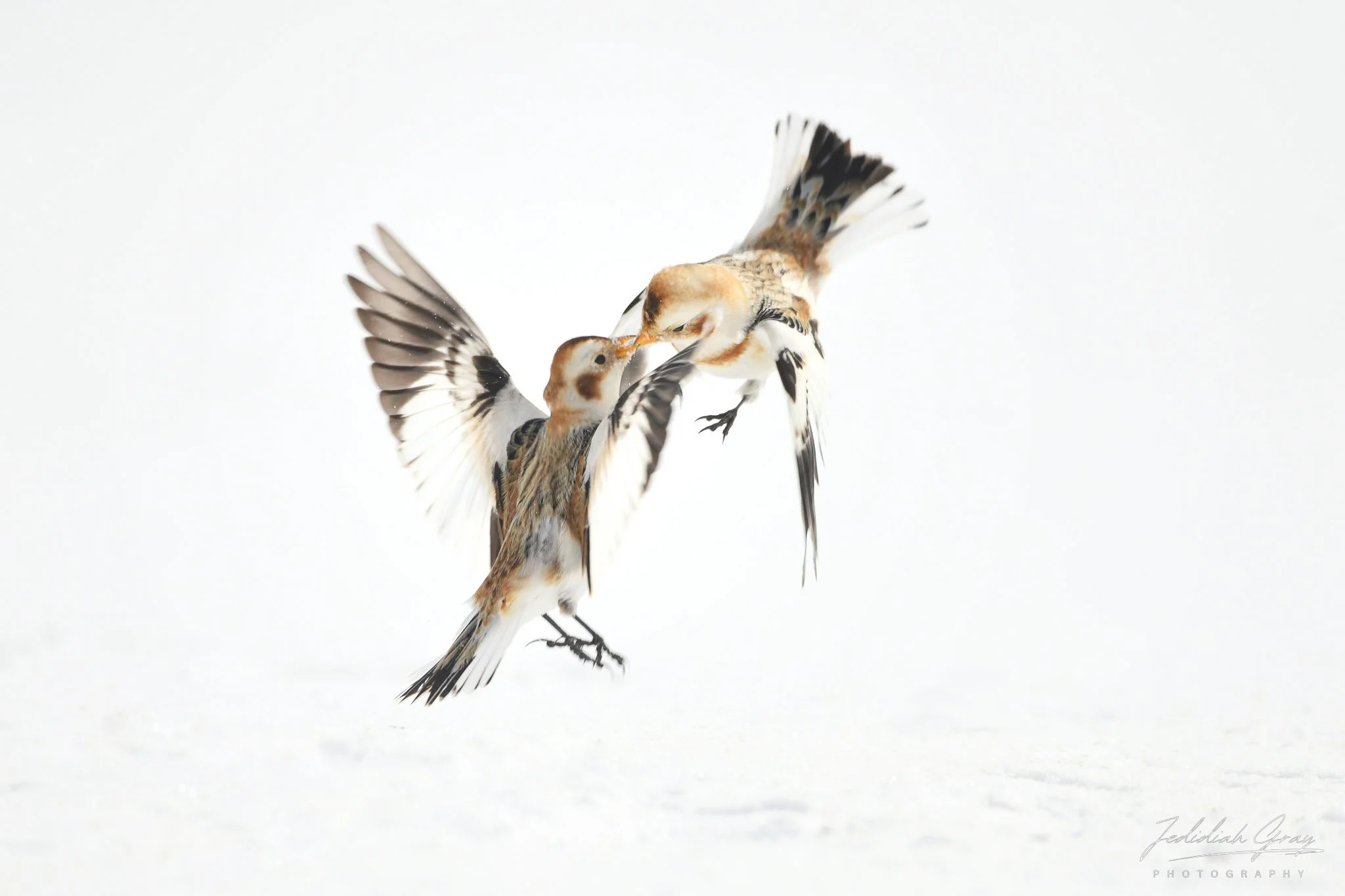 jedidiah-gray_vermont-snow-bunting-fight_01.jpg