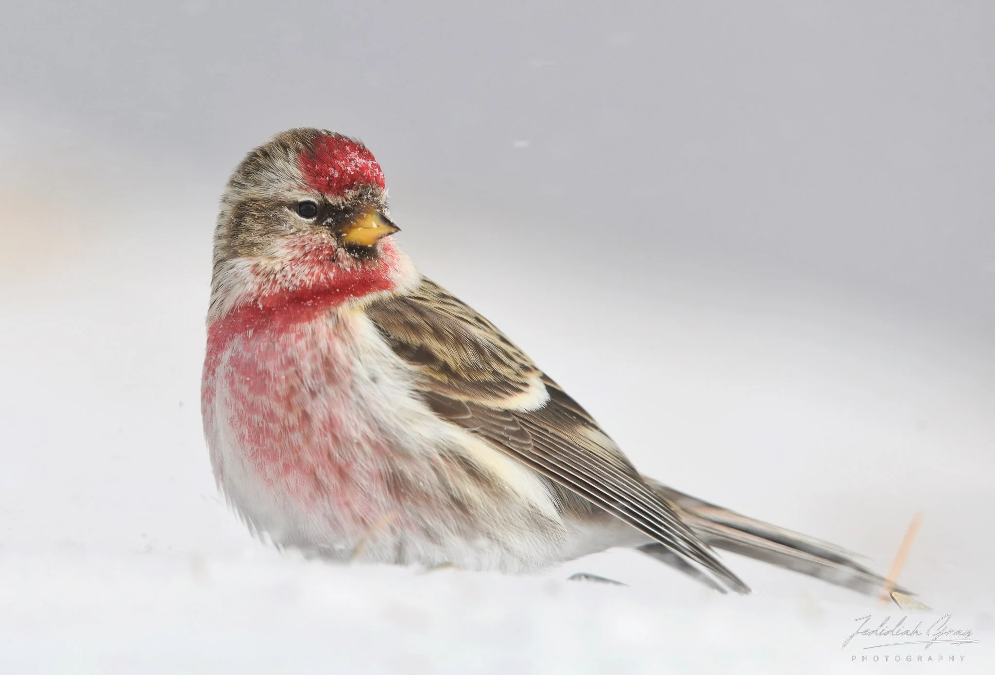 jedidiah-gray_vermont-common-redpoll_01.jpg