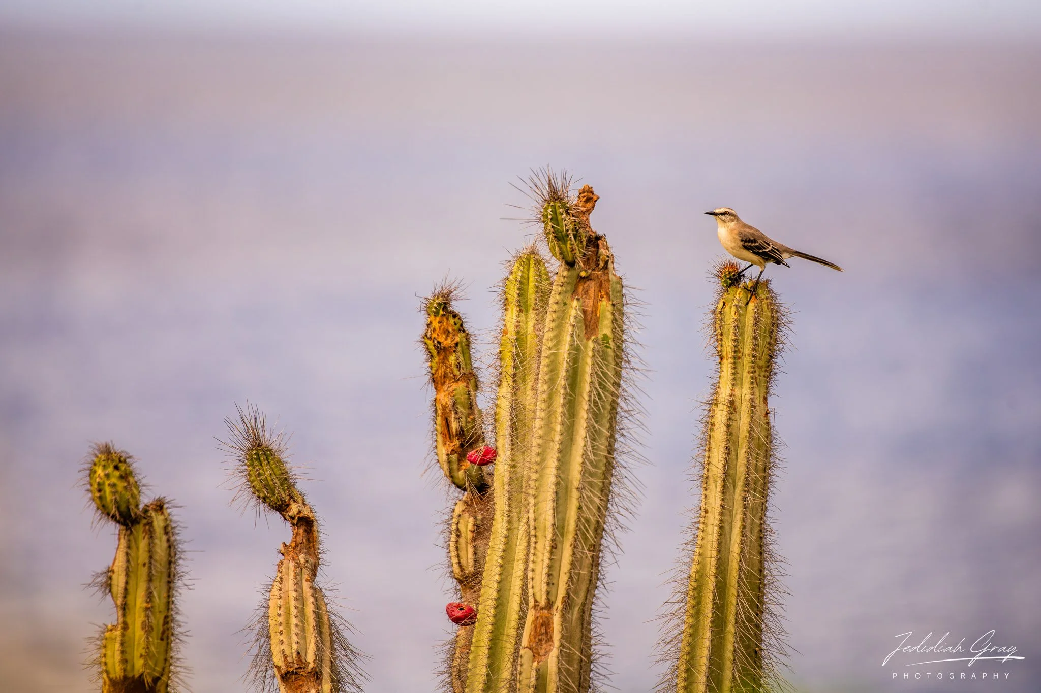 Tropical Mockingbird, Bonaire