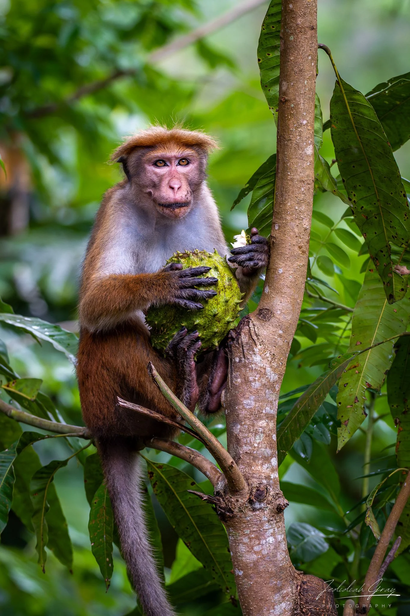 jedidiah-gray_sri-lanka-toque-macaque_01.jpg