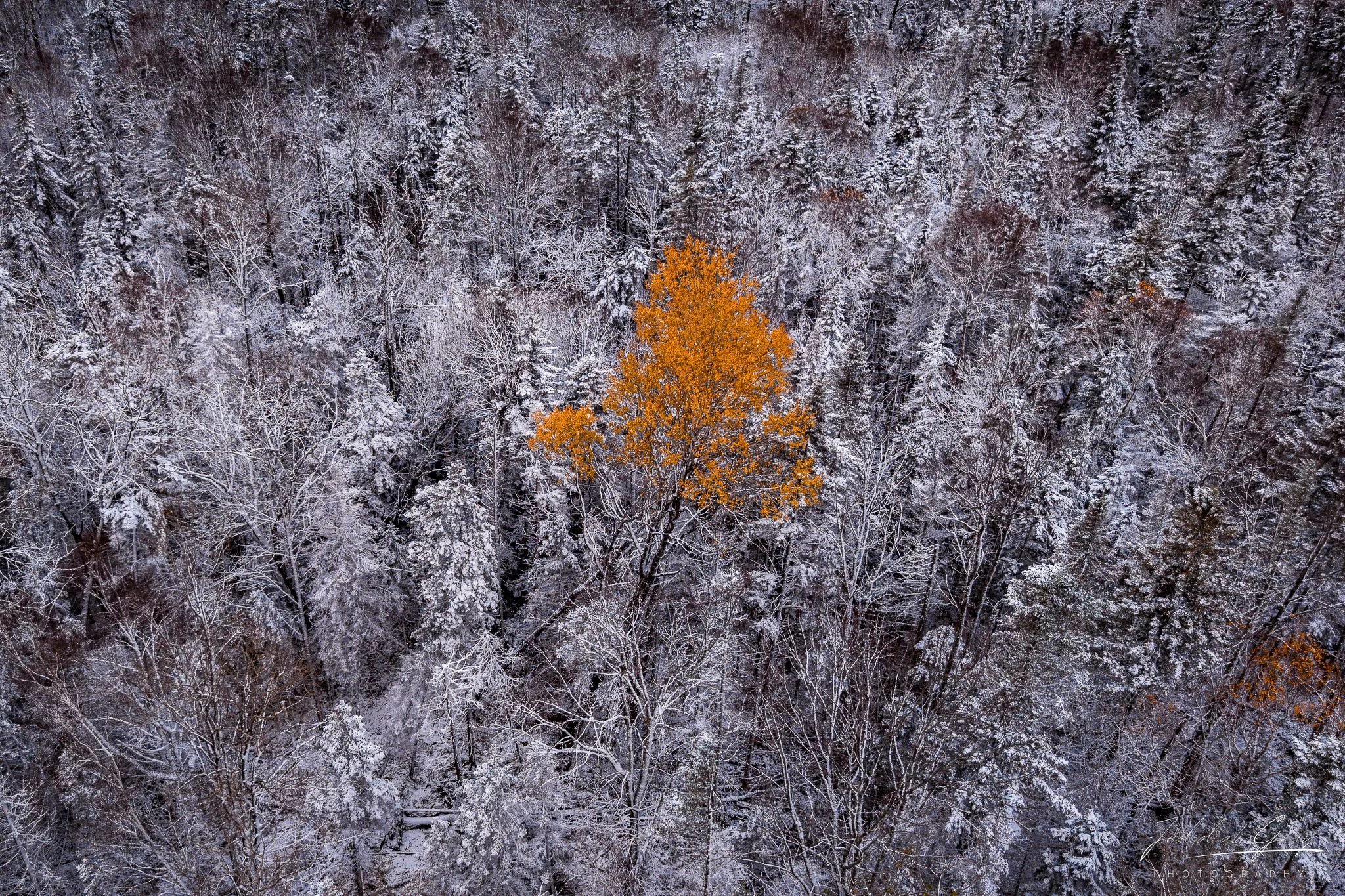 jedidiah-gray_vermont-fall-tree-winter_01.jpg