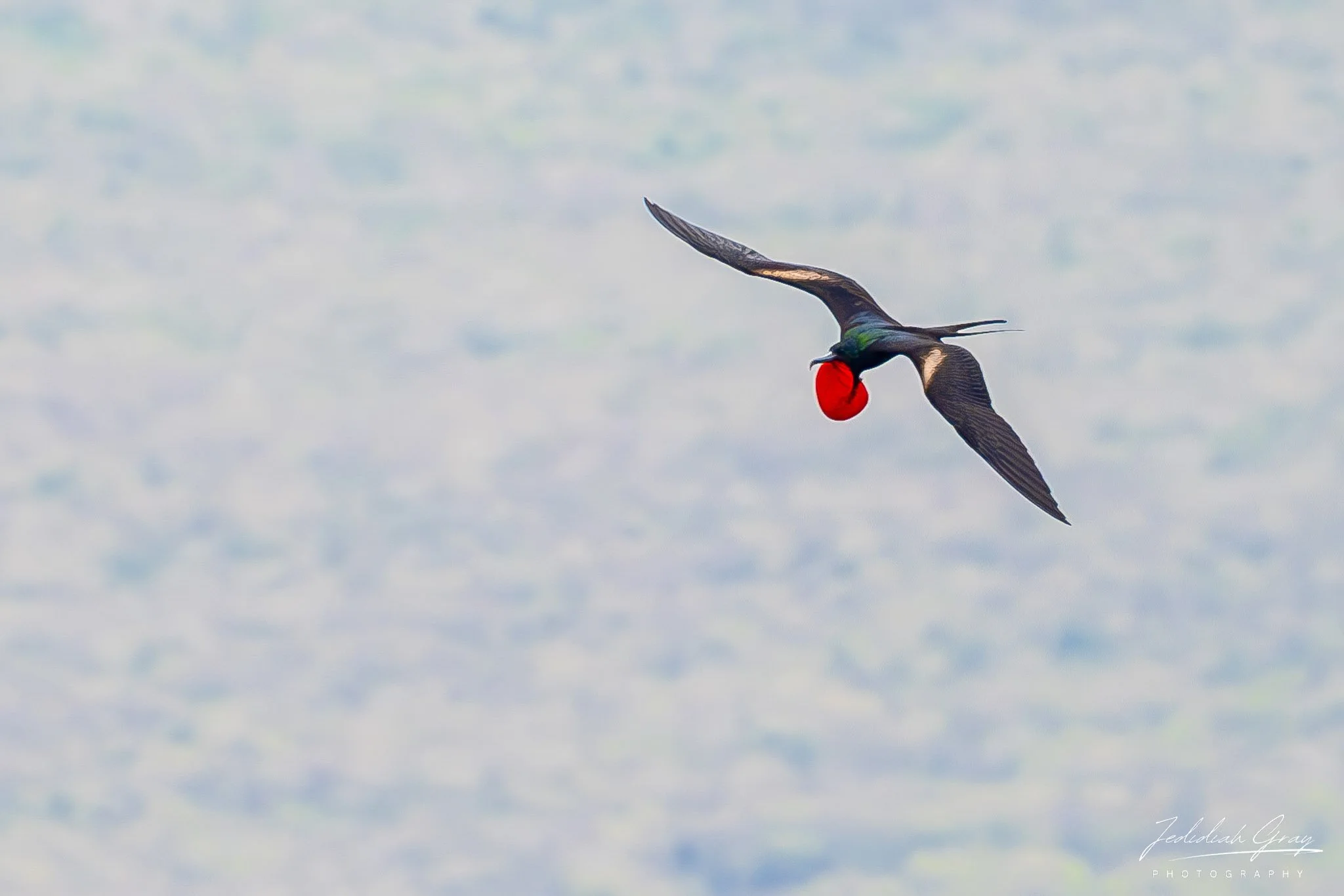 Magnificent Frigatebird, 
