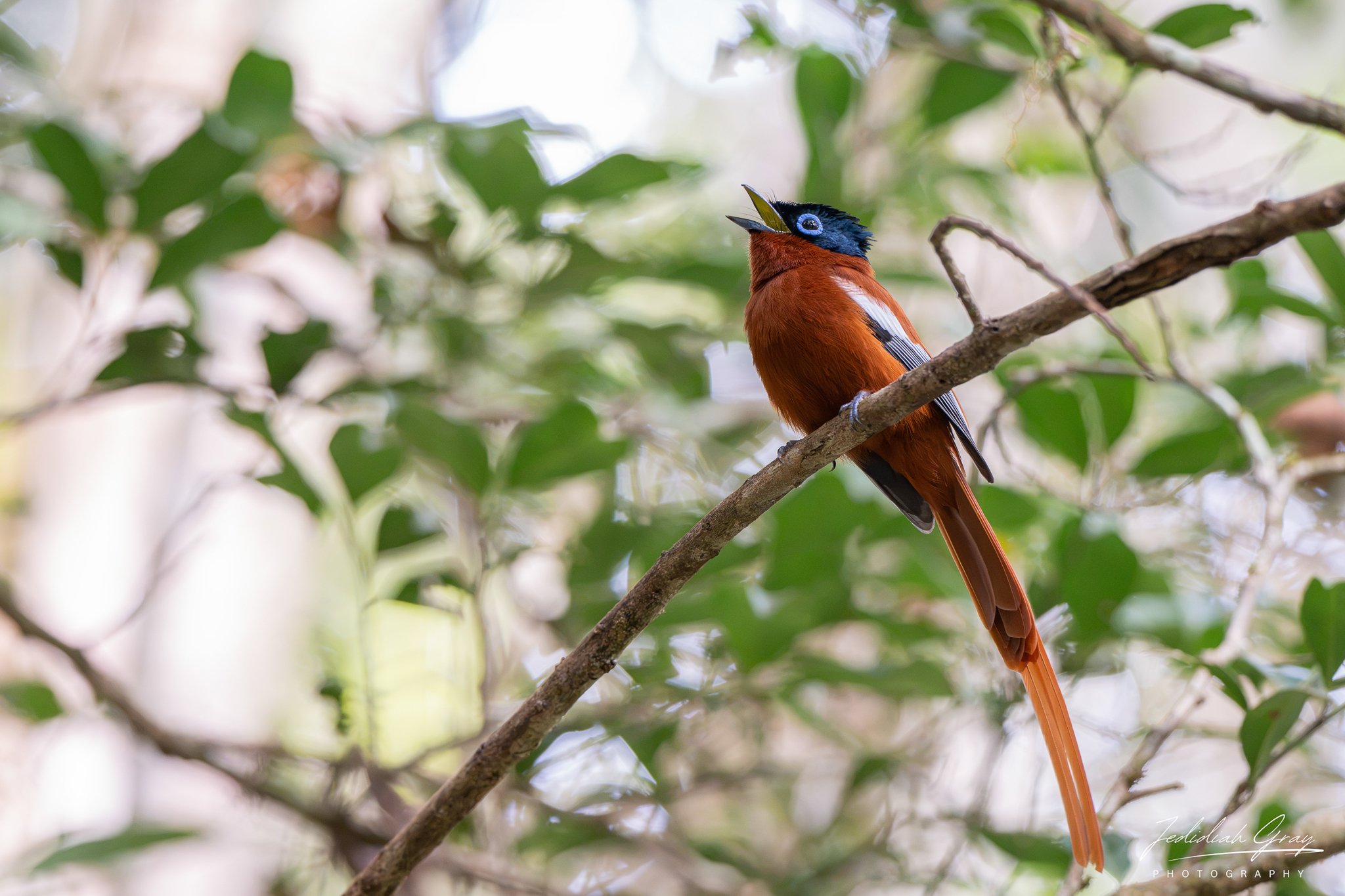 Malagasy Paradise-Flycatcher