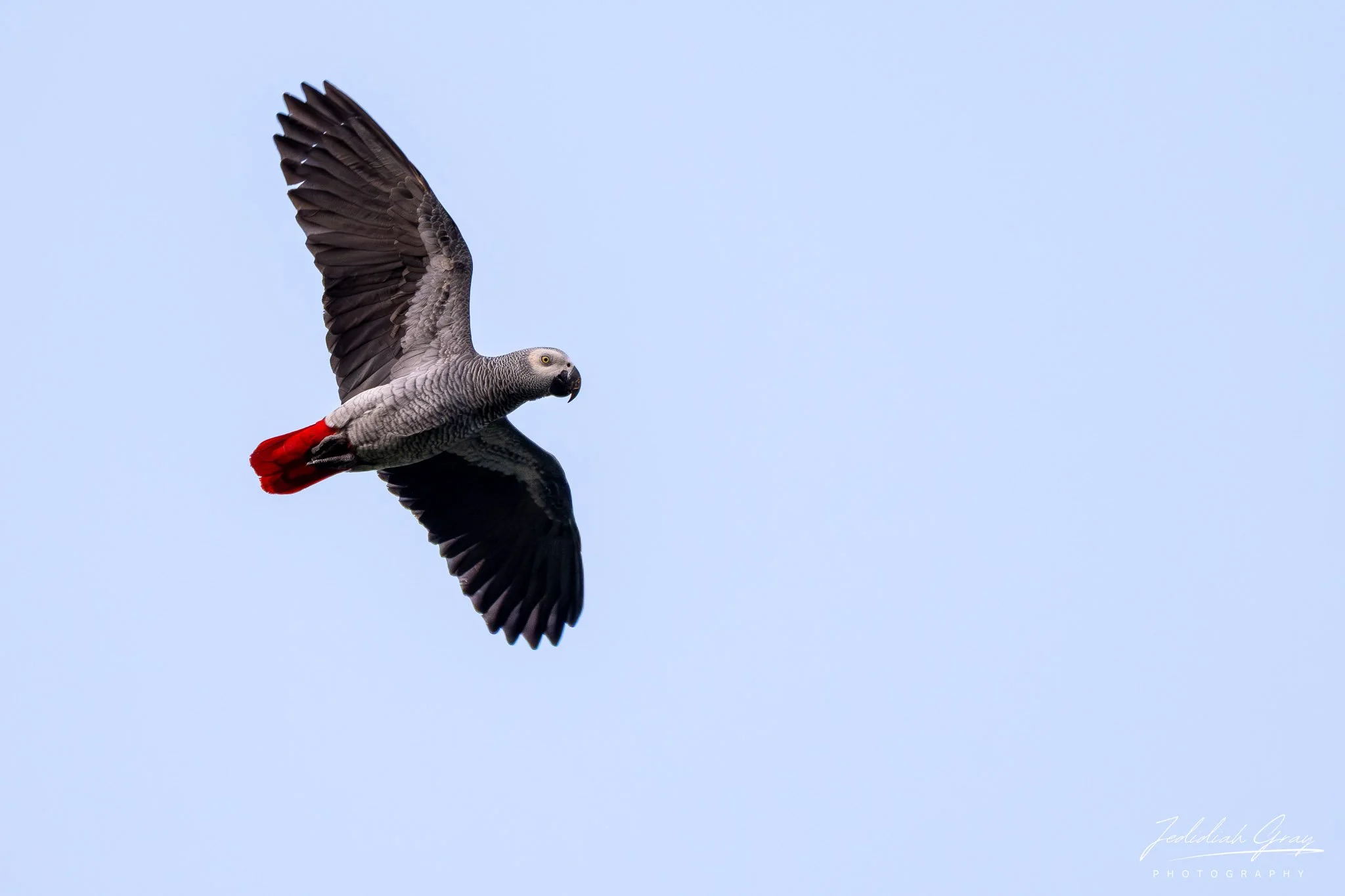 African Gray Parrot
