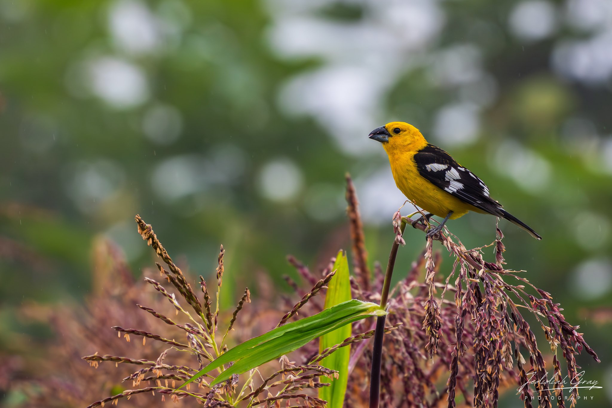 Golden Grosbeak, Ecuador