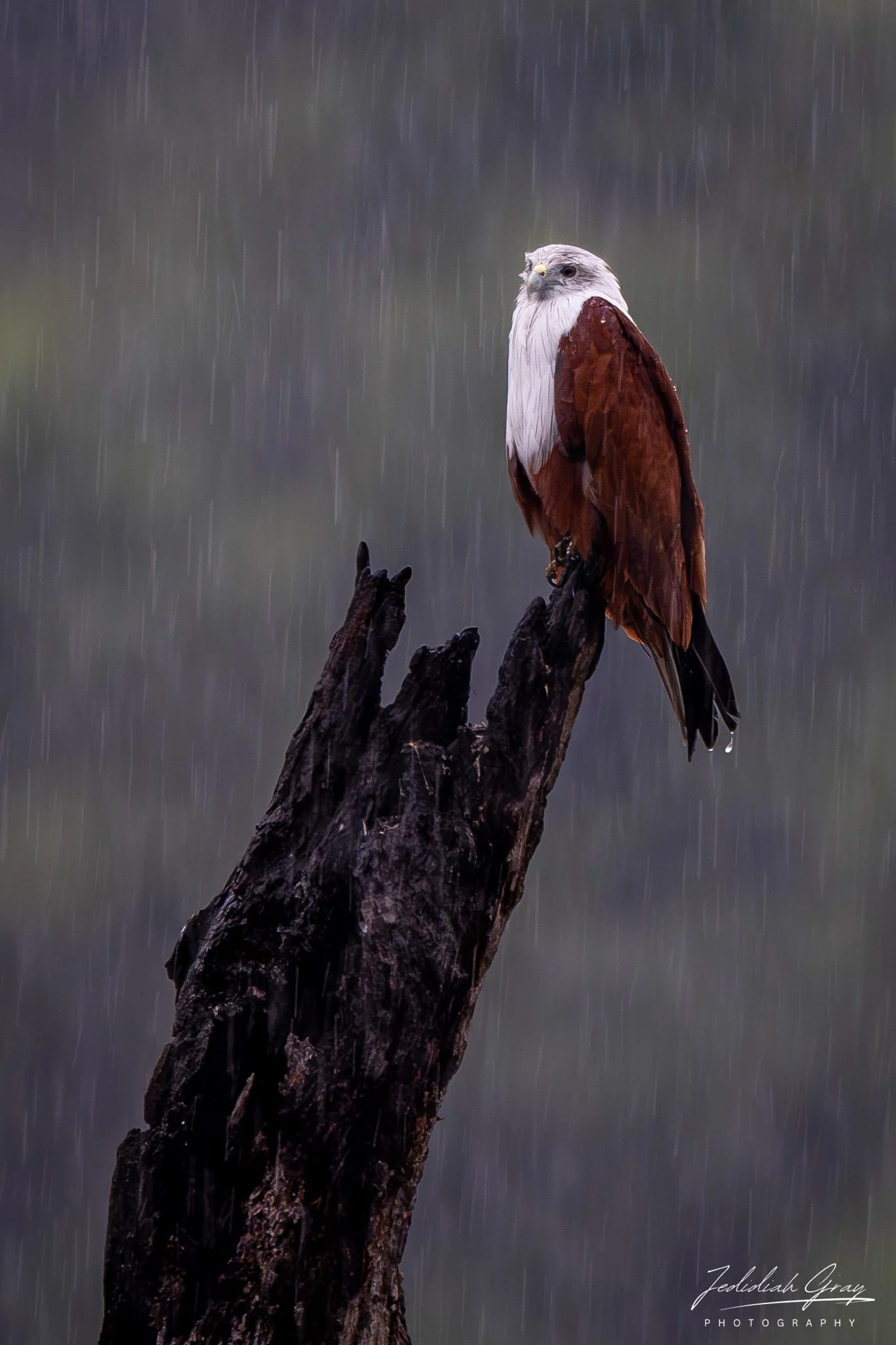 DSC_3633.jpg