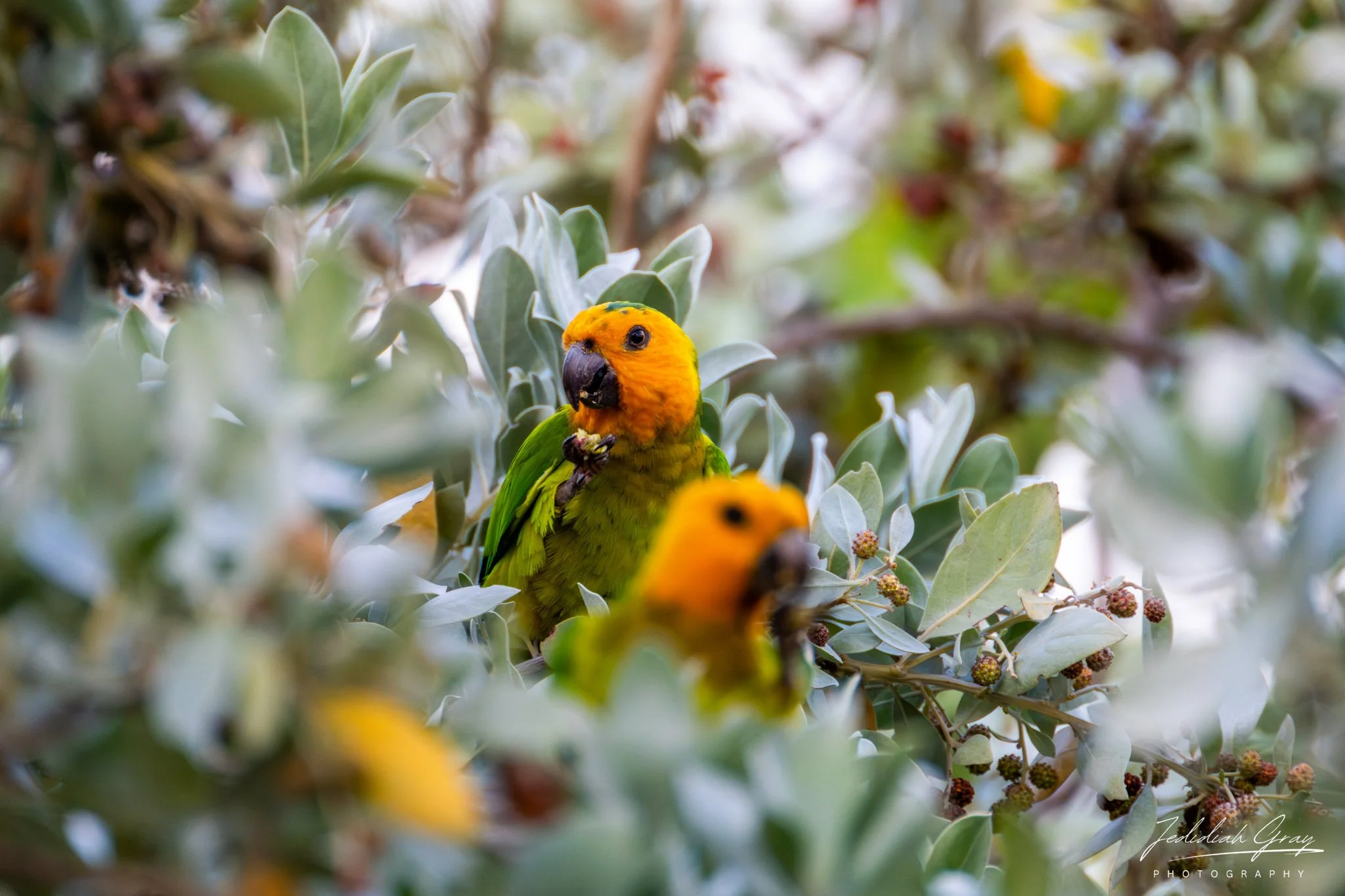Brown-throated Parakeet, Bonaire