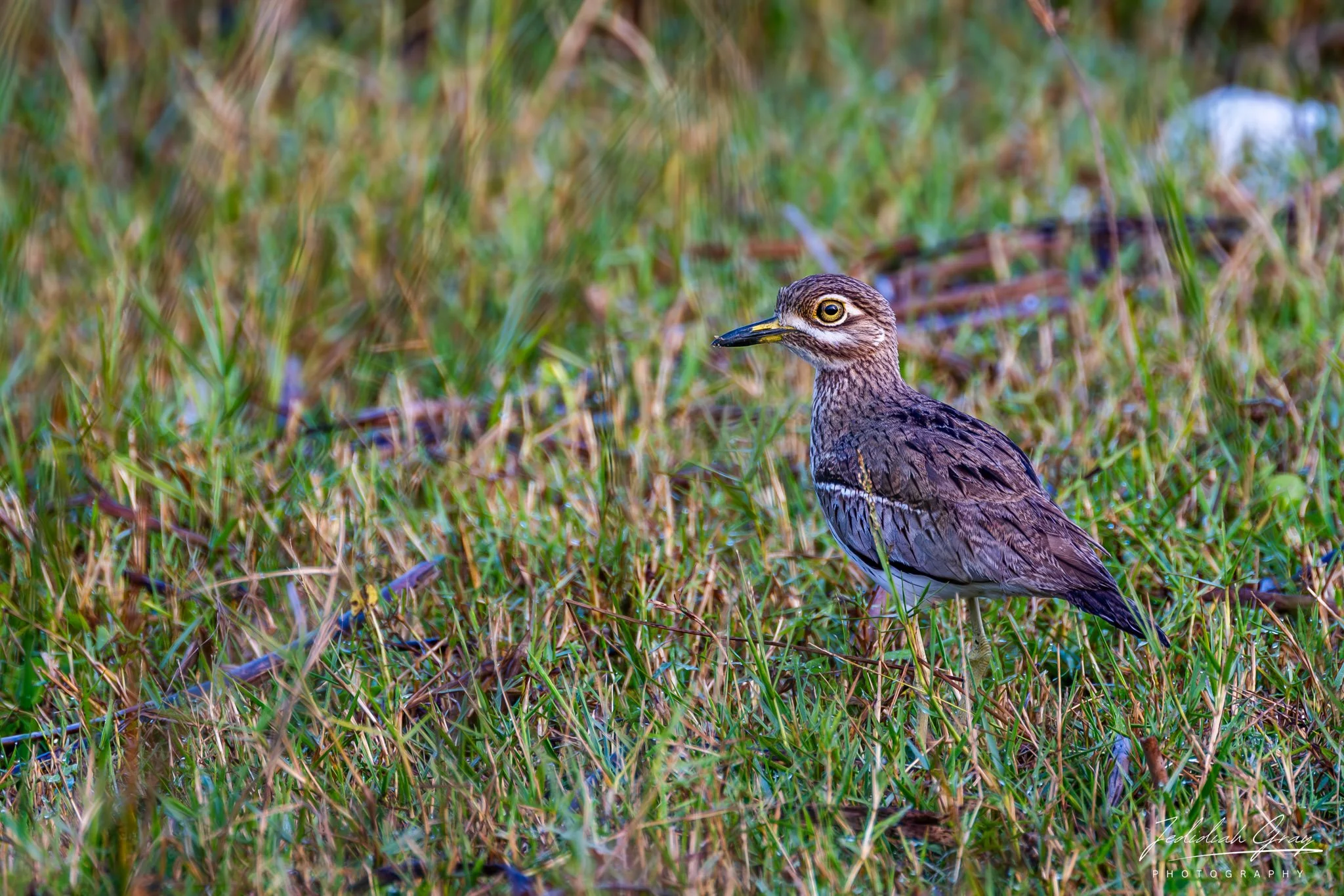 DSC_9559-Enhanced-NR.jpg