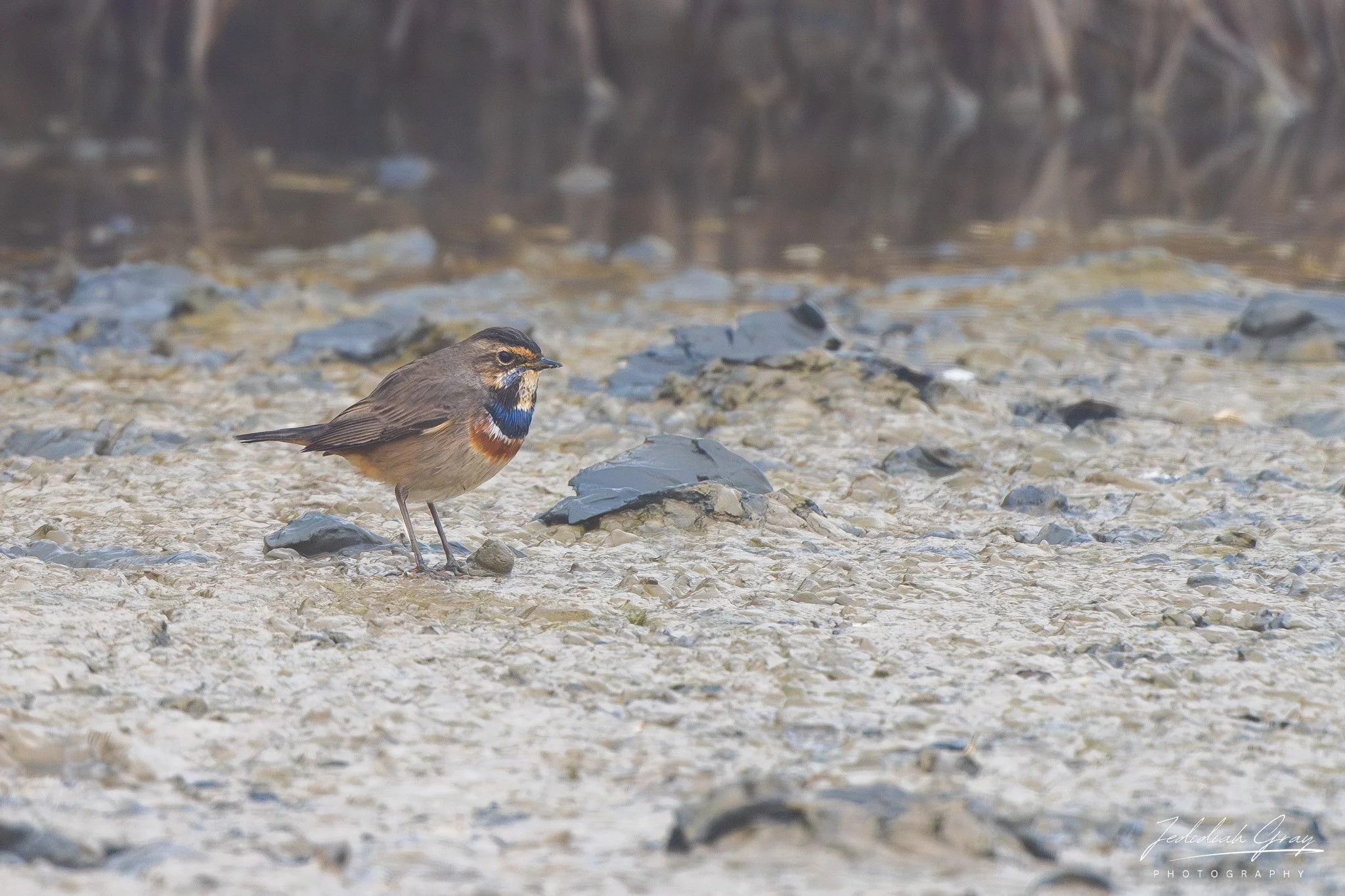 Bluethroat, Portugal
