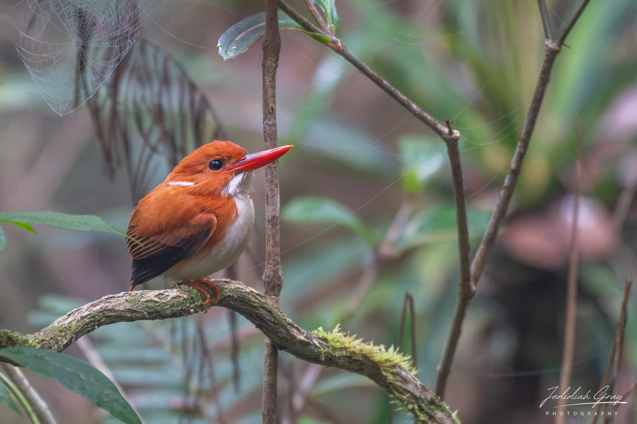 Madagascar Pygmy Kingfisher