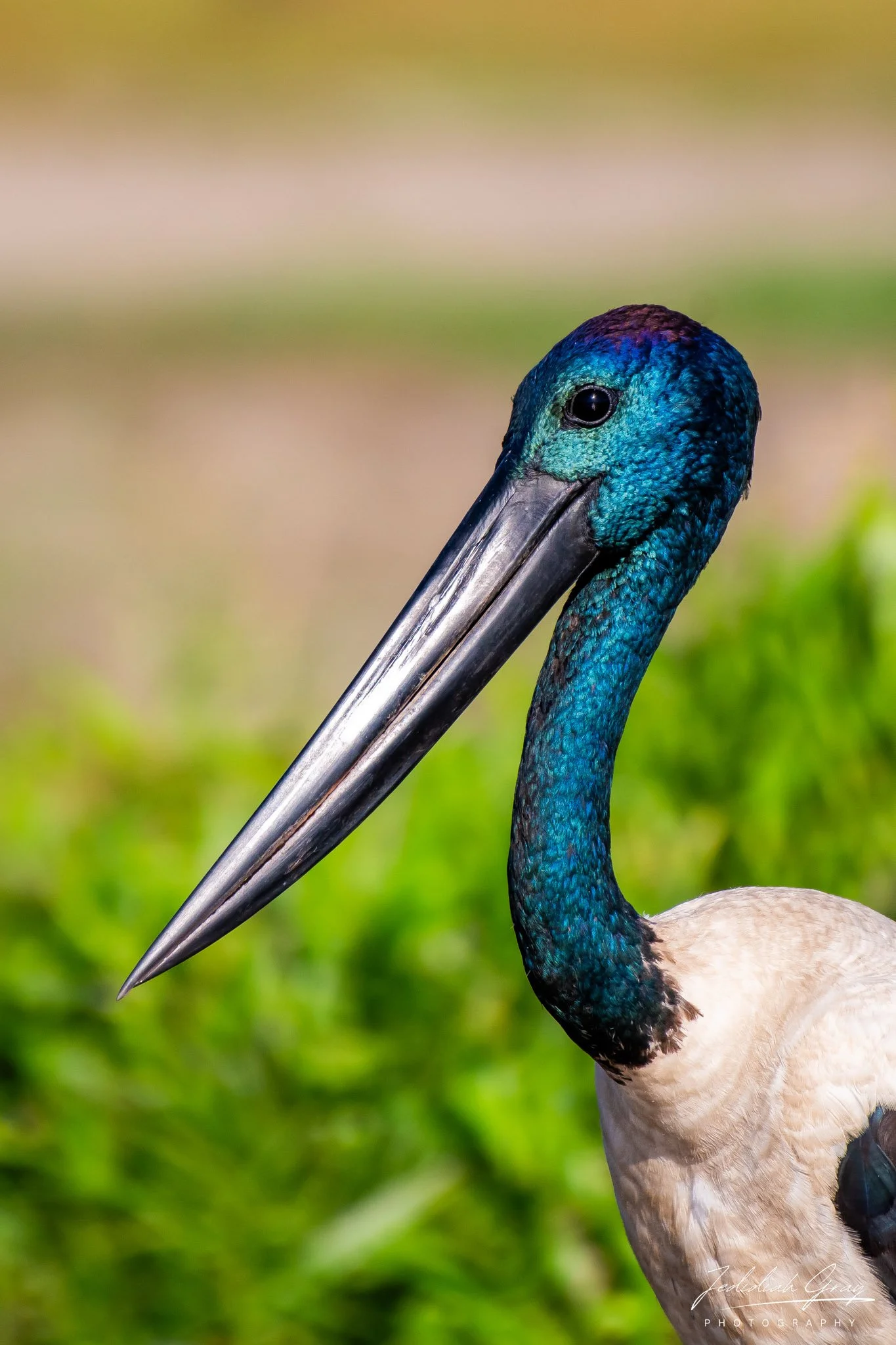 Black-necked Stork, Northern Territory, Australia