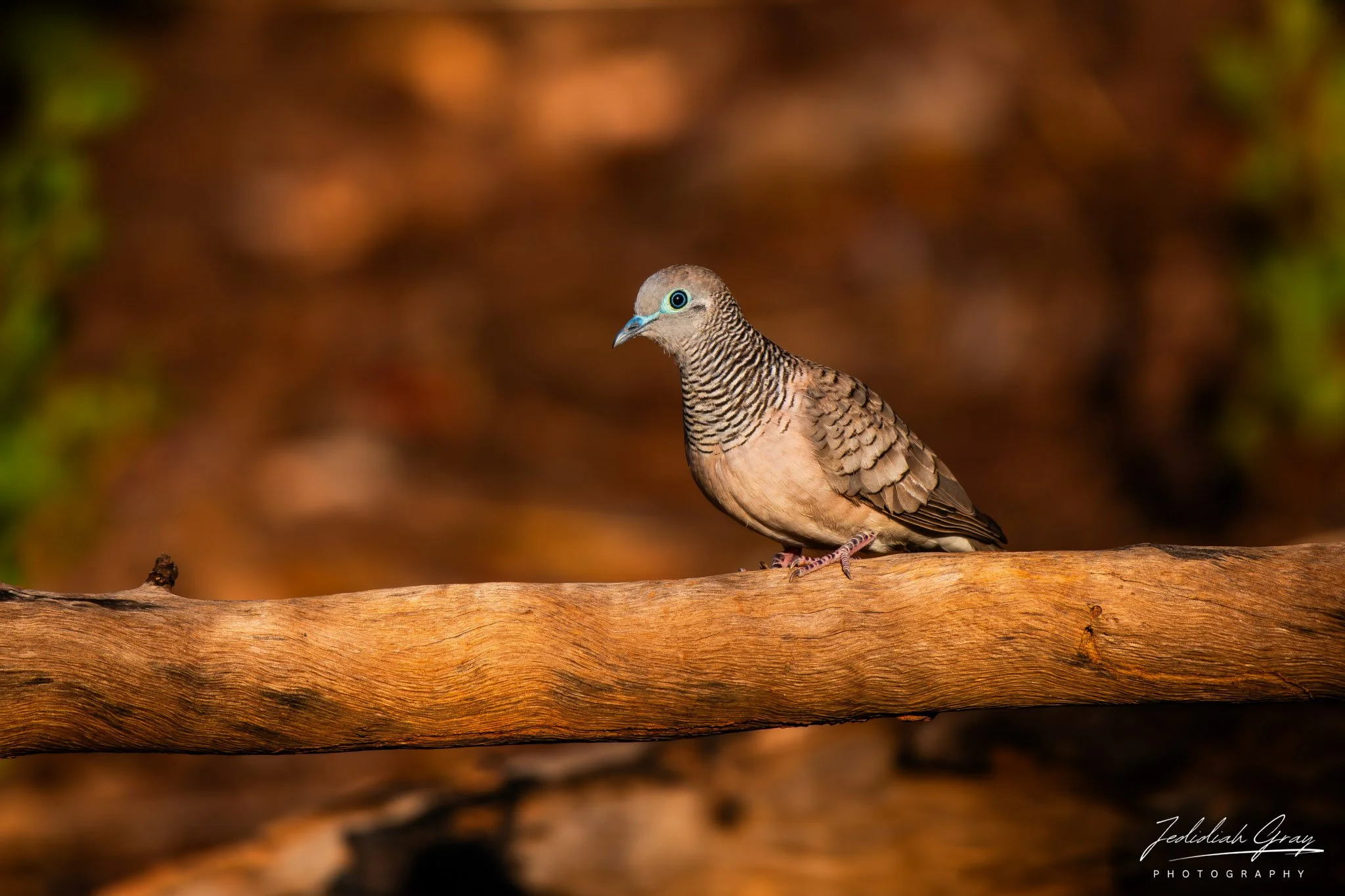 Peaceful Dove, Northern Territory, Australia