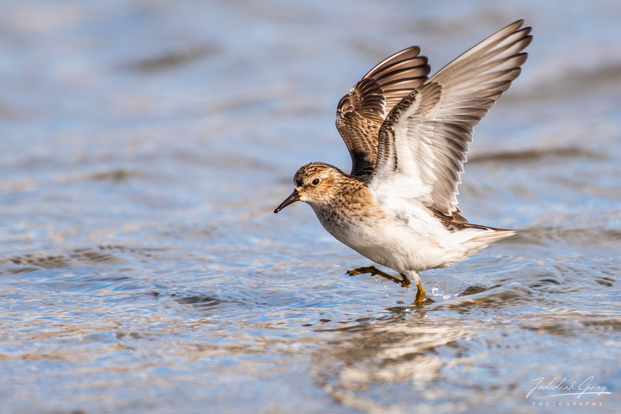 Least Sandpiper, California, USA