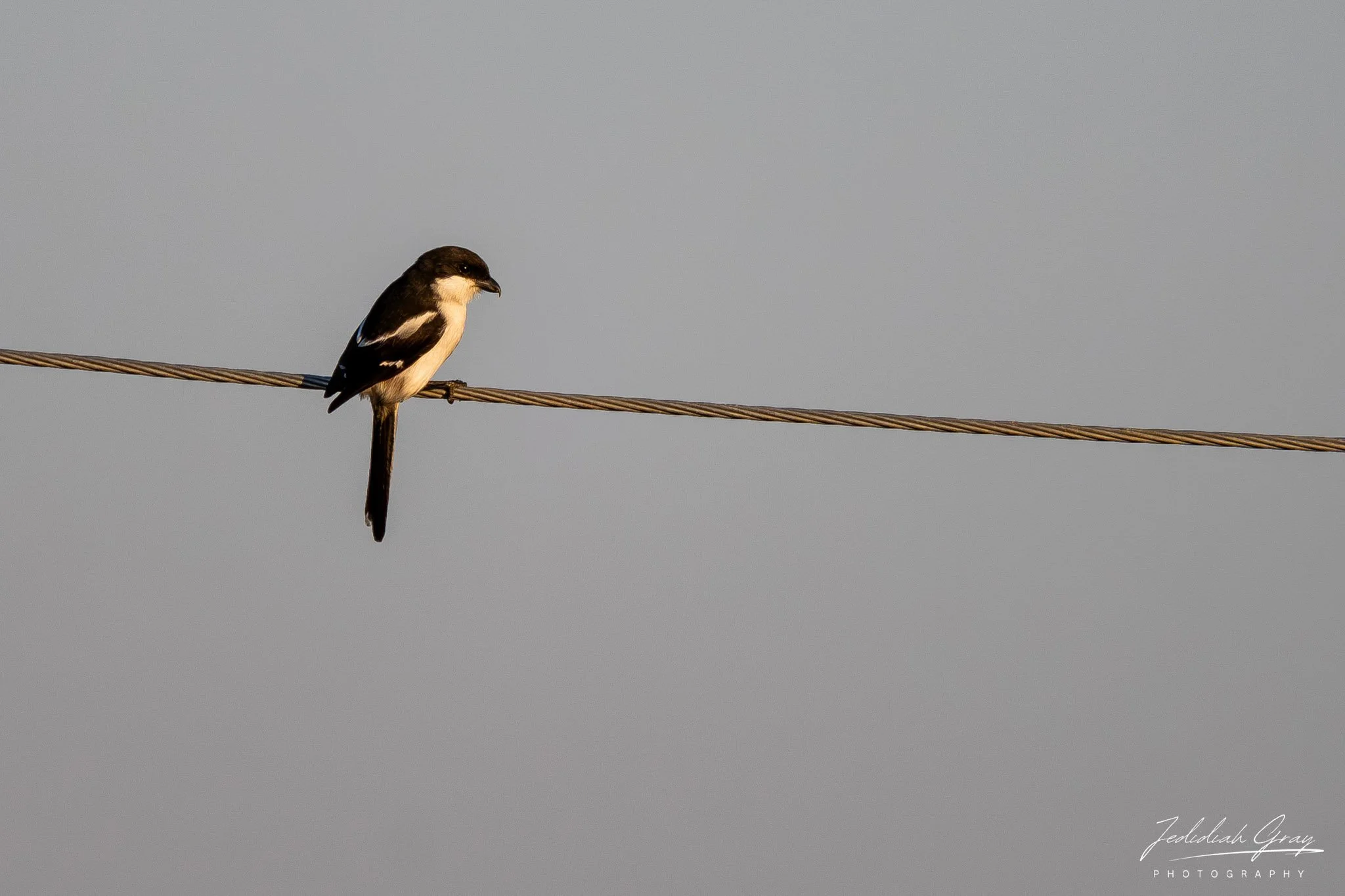DSC_8897-Enhanced-NR.jpg