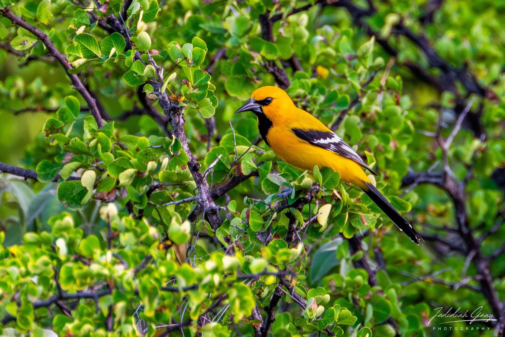 Yellow Oriole, Bonaire 