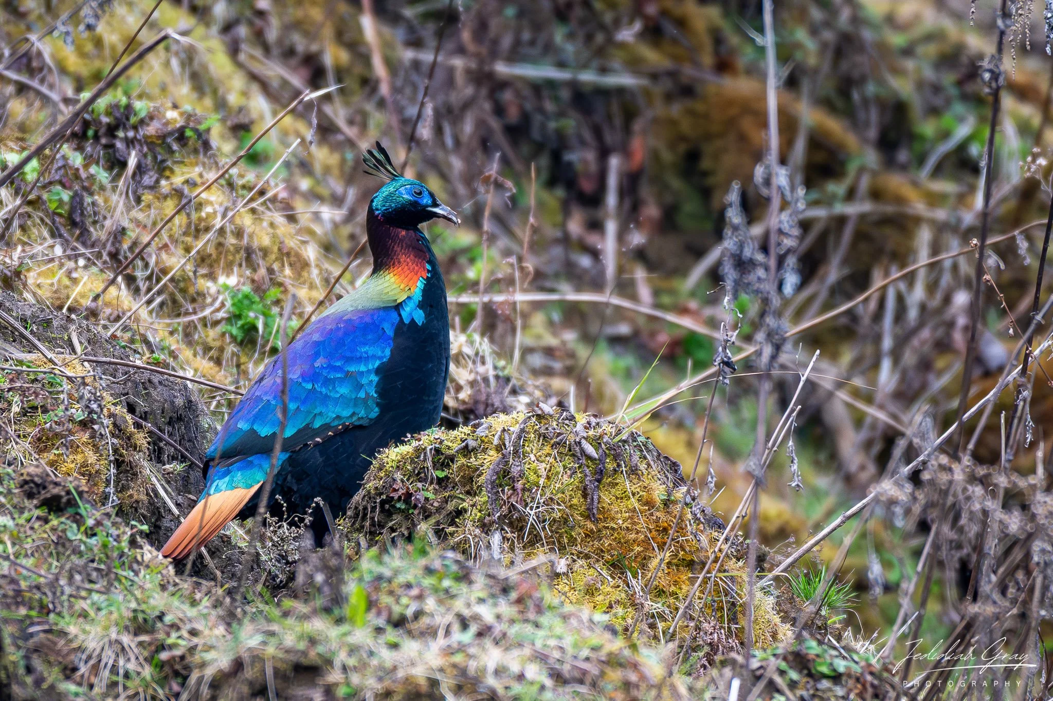 DSC_9027.jpg