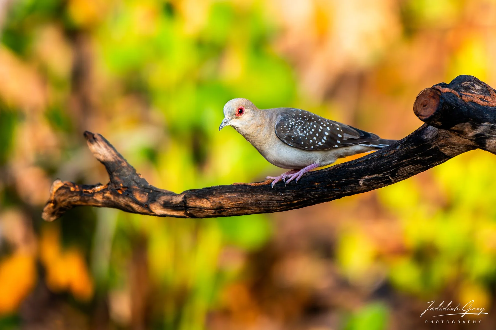 Diamond Dove, Northern Territory, Australia