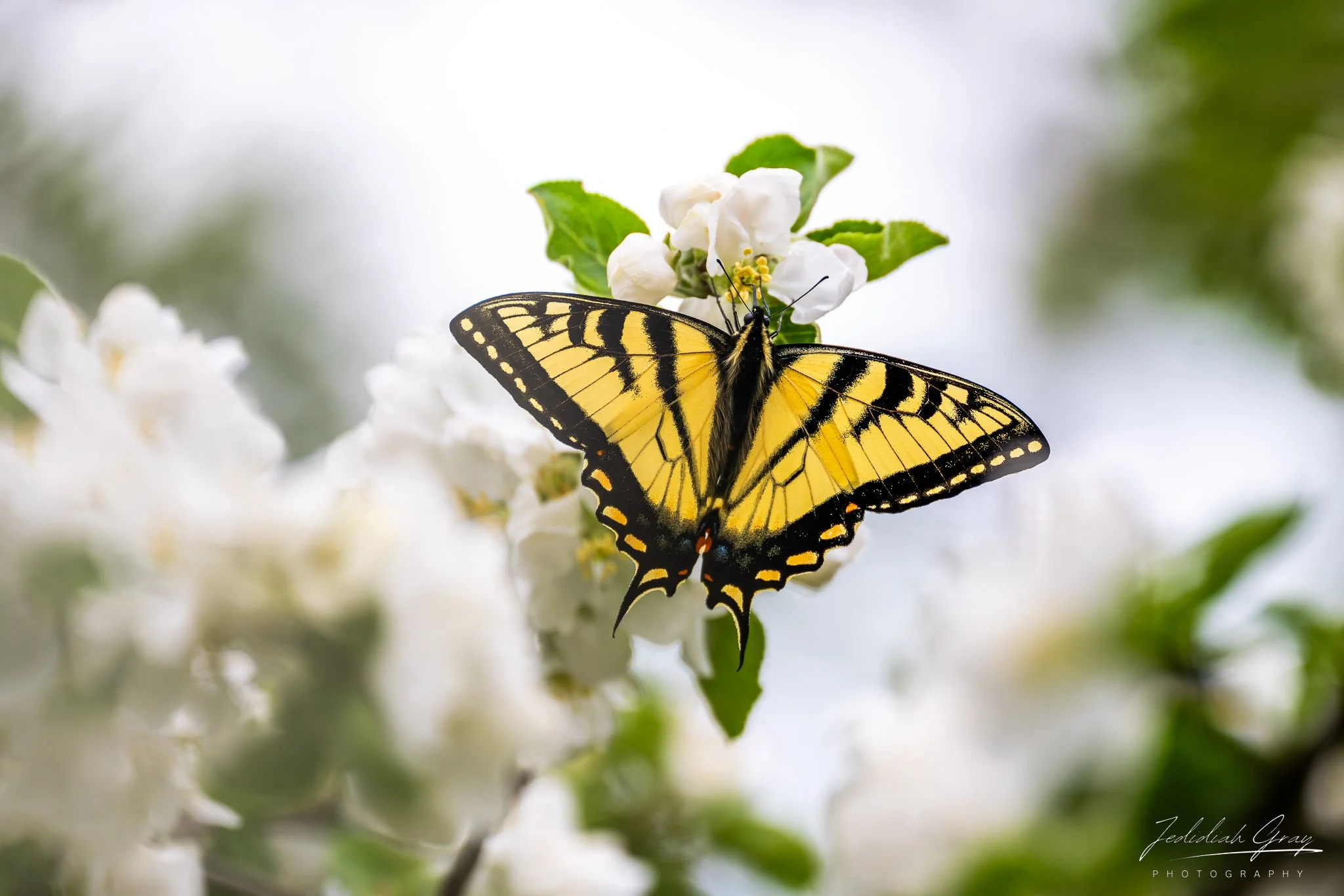 jedidiah-gray_vermont-canadian-tiger-swallowtail_01.jpg