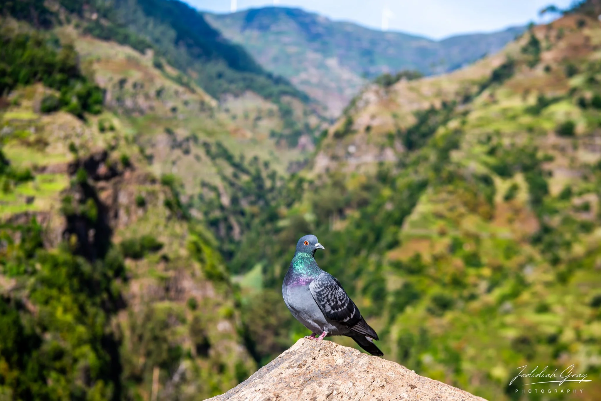 Rock Pigeon, Madeira, Portugal