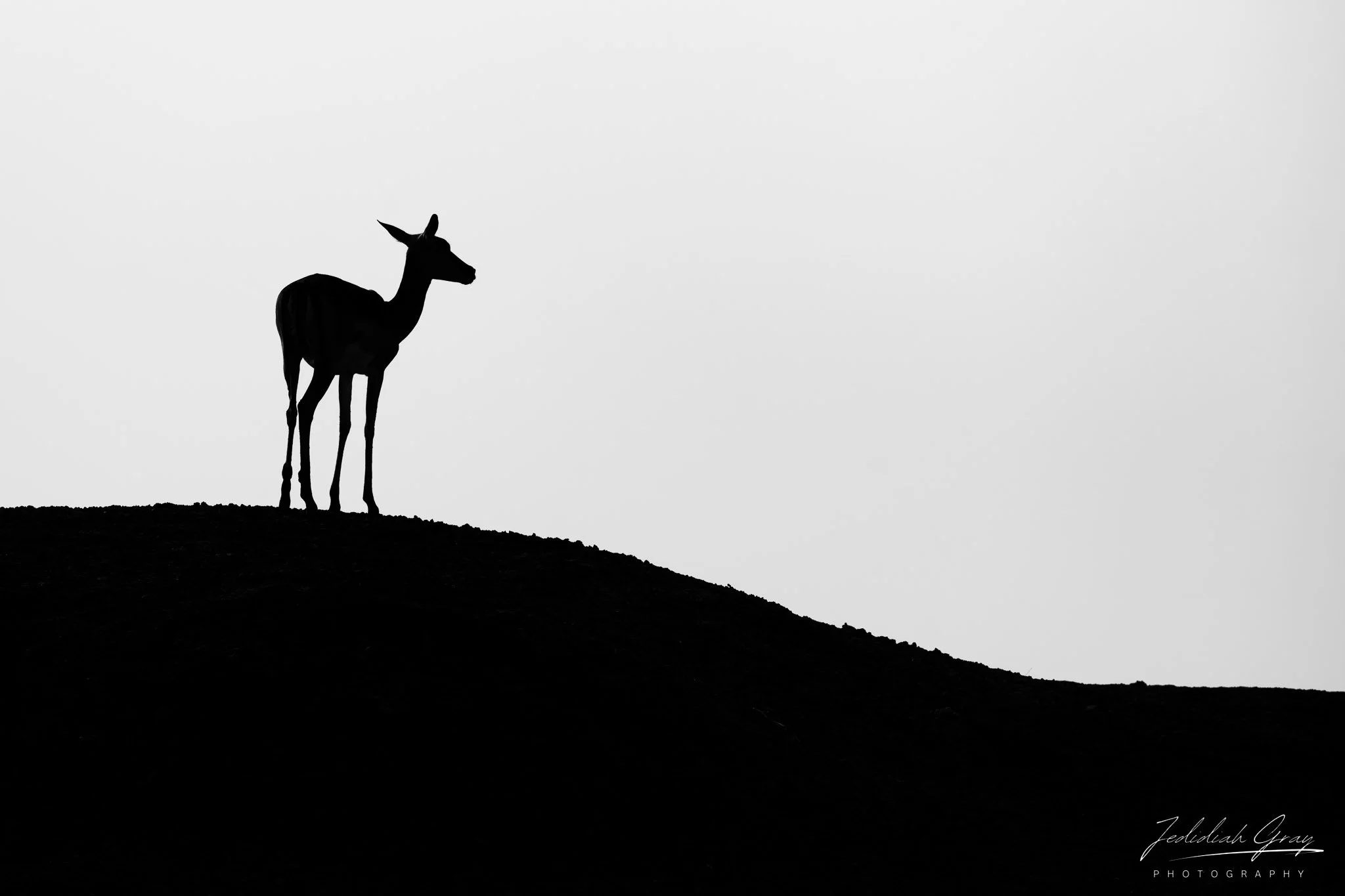 jedidiah-gray_zambia-impala-silhouette_01.jpg