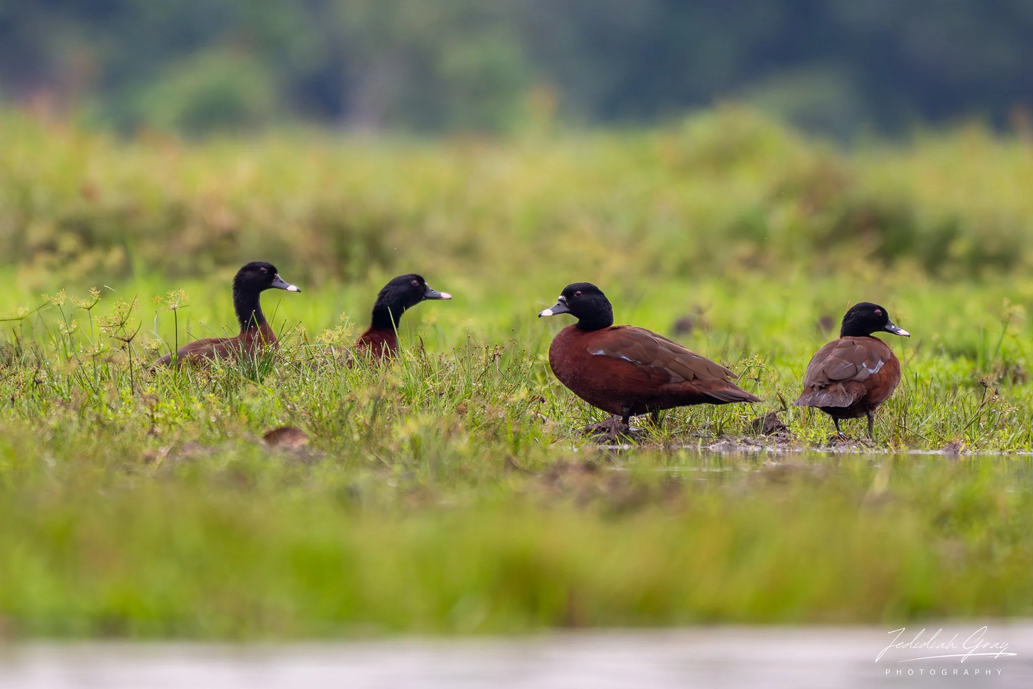 Hartlaub's Duck