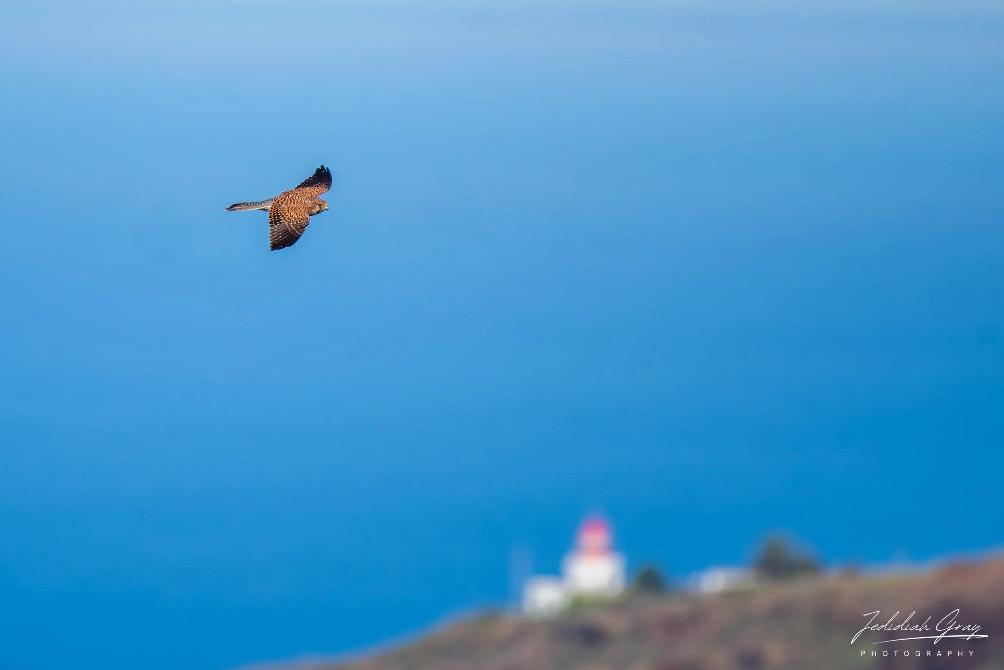 Eurasian Kestrel, Madeira, Portugal