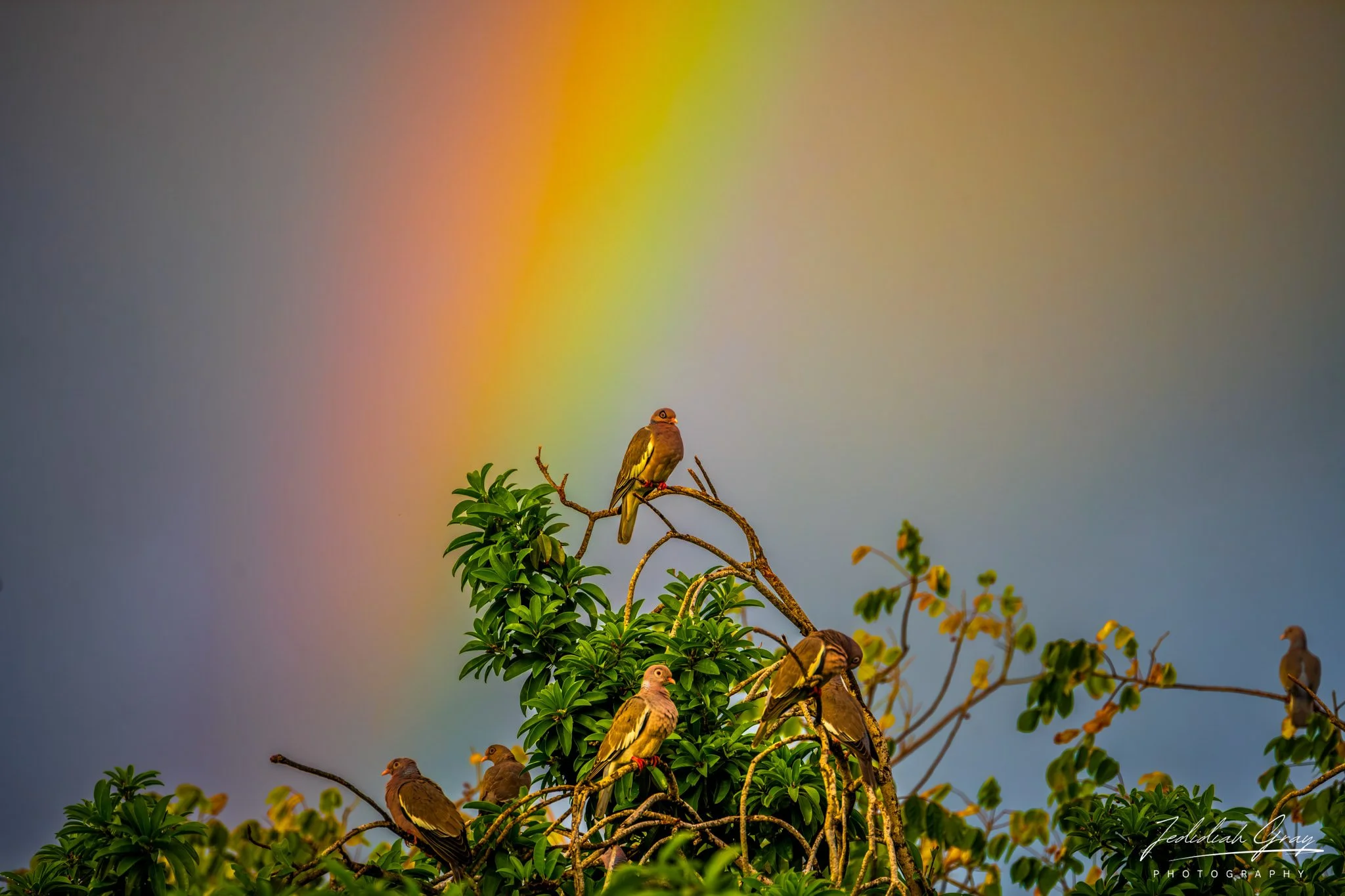 Bare-eyed Pigeon, Bonaire