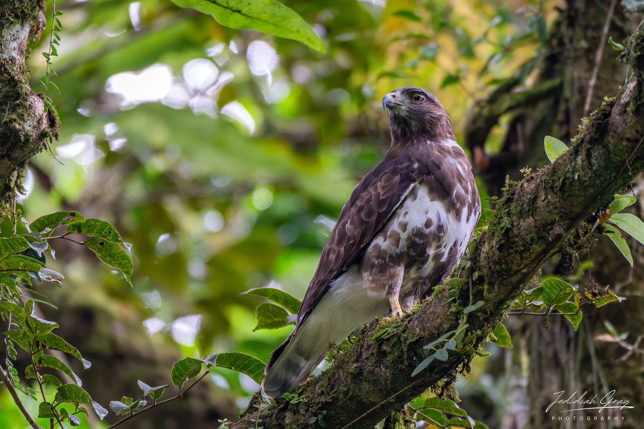 Madagascar Buzzard