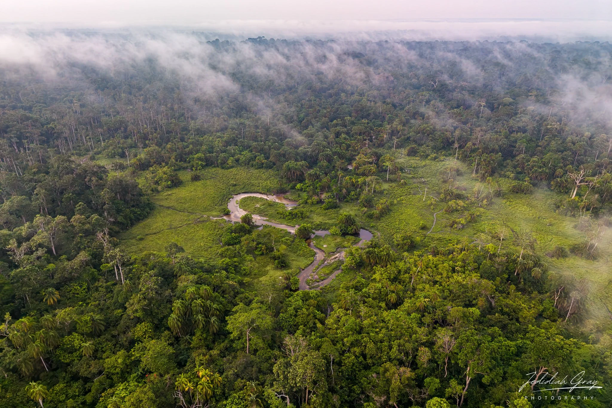 An aerial view of a bai in Odzala-Kokoua National Park