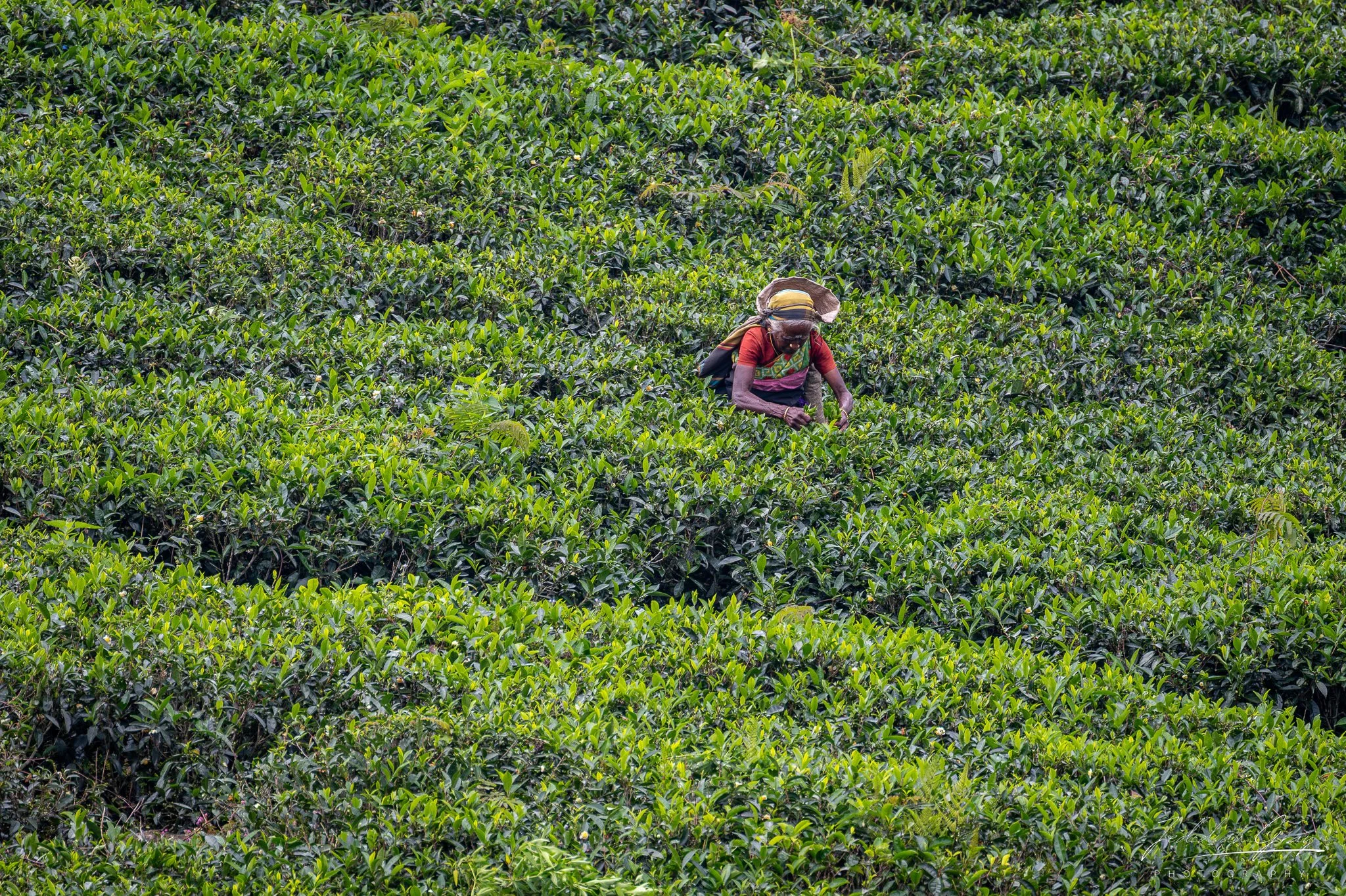 jedidiah-gray_sri-lanka-tea-picker_01.jpg