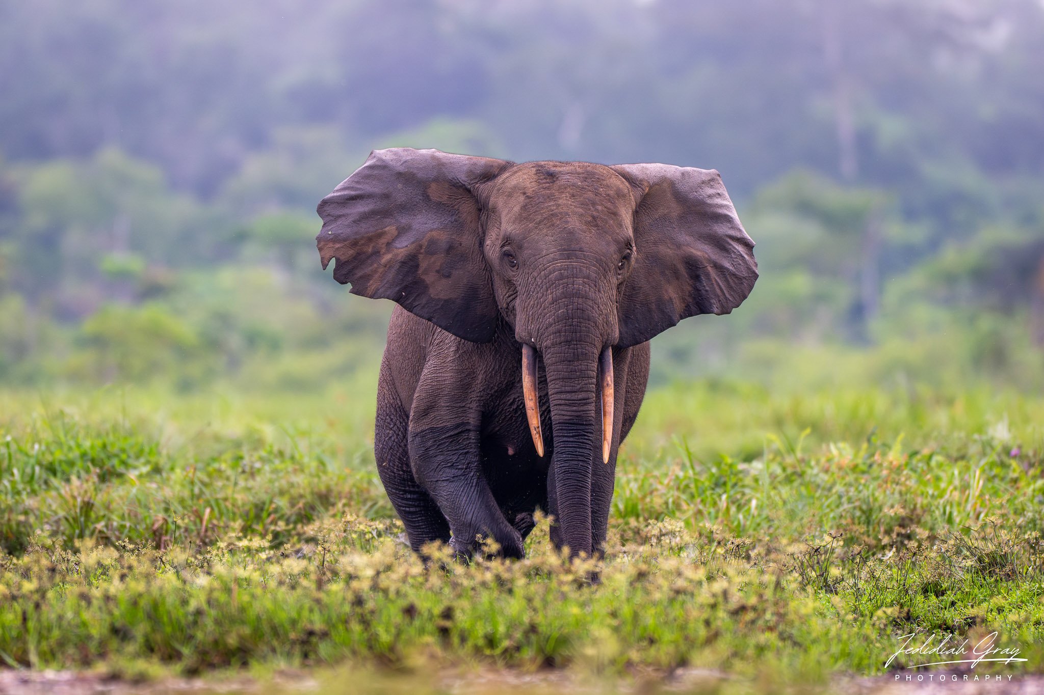African forest elephant