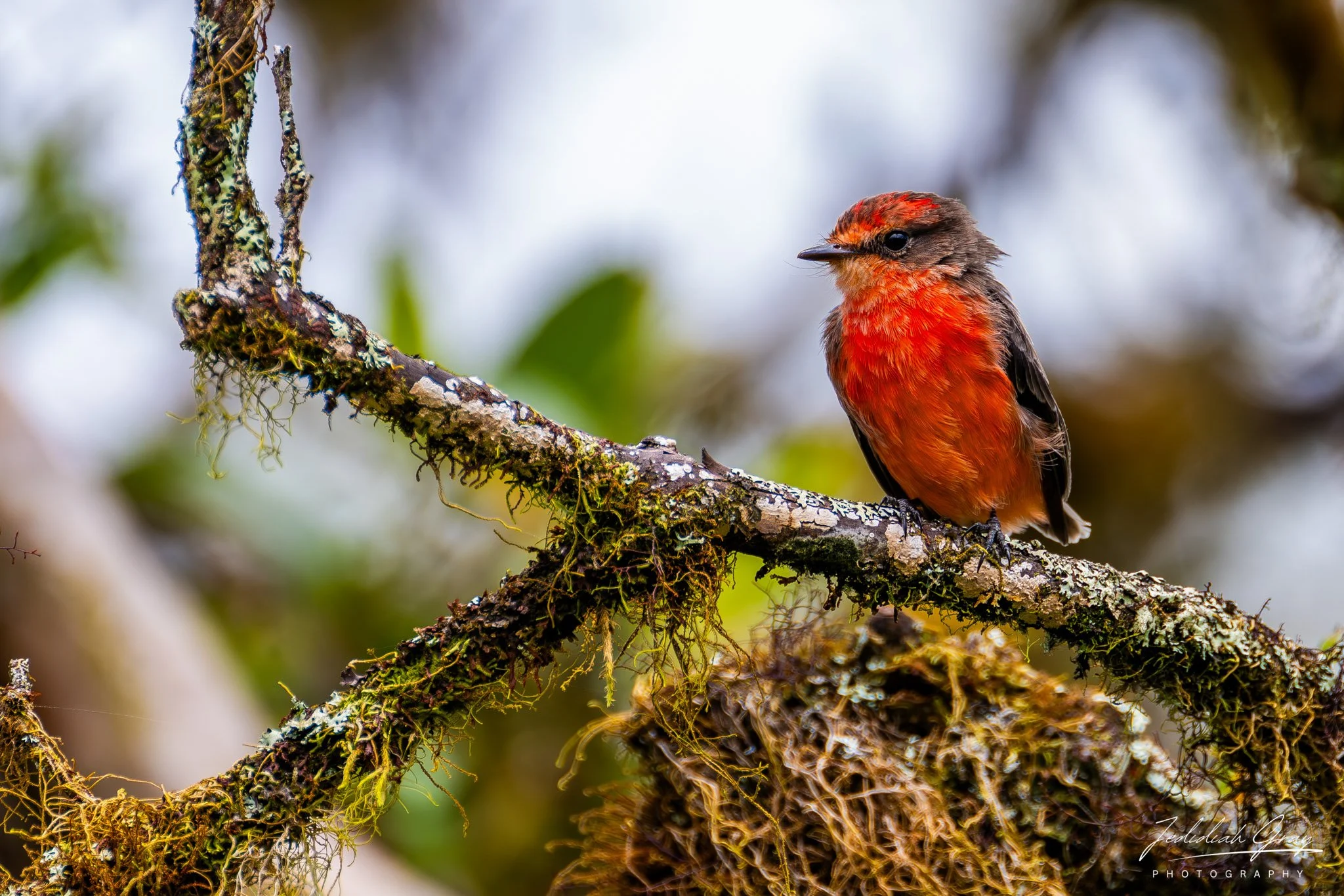 Brujo Flycatcher, Galapagos, Ecuador