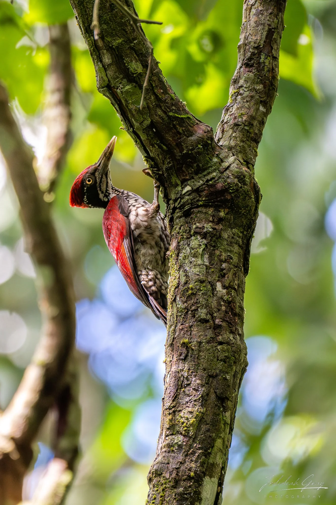 jedidiah-gray_sri-lanka-crimson-backed-flameback_01.jpg
