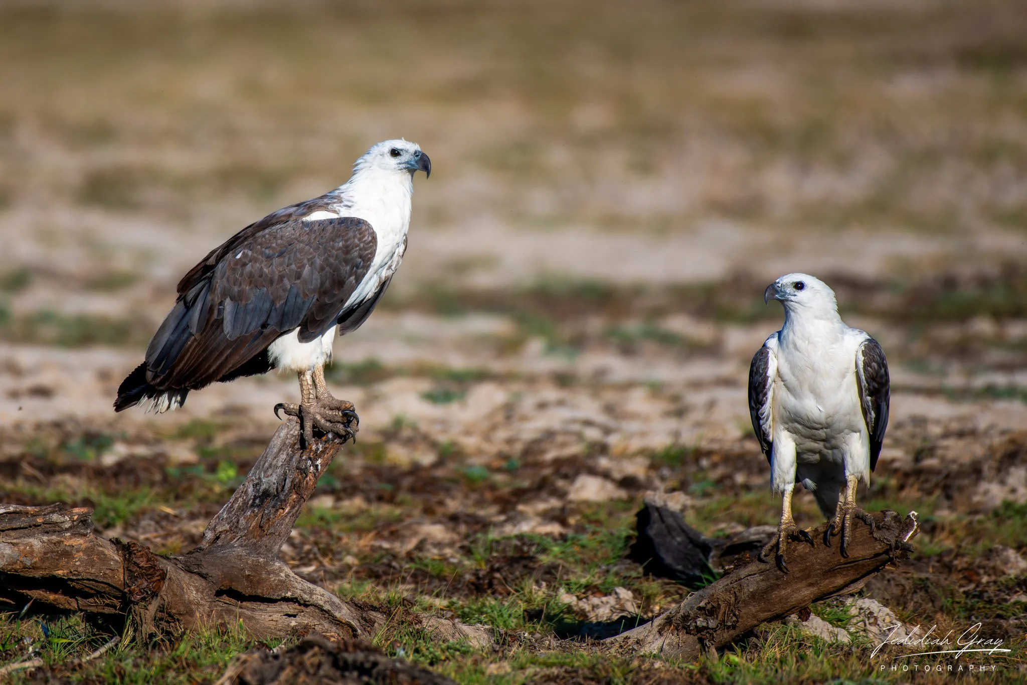 White-bellied Sea-Eagle, Northern Territory, Australia