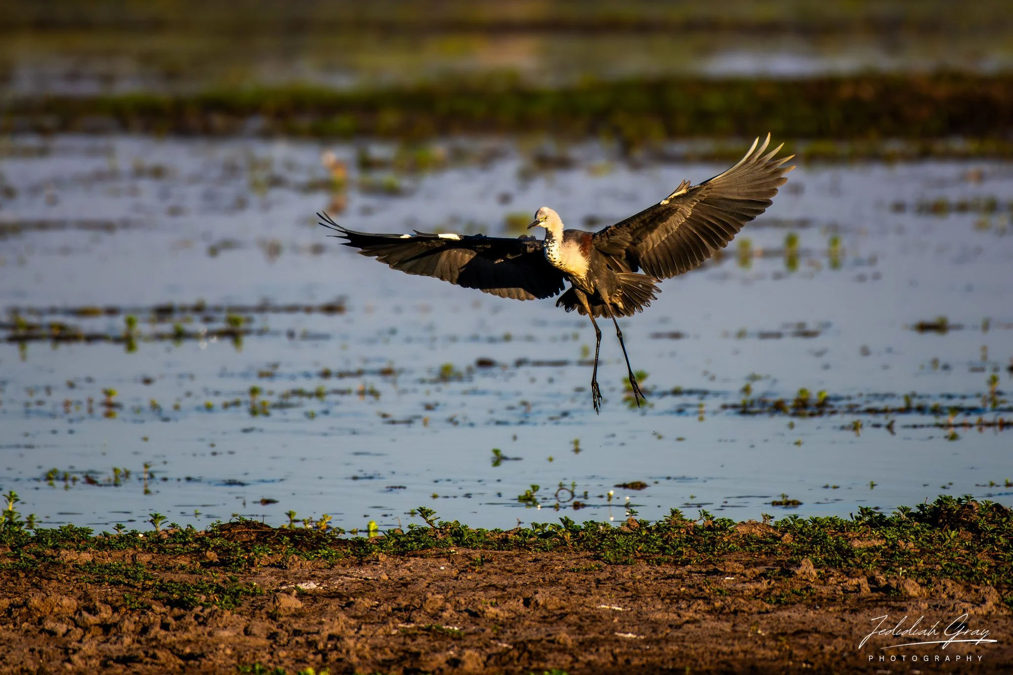 Pacific Heron, Northern Territory, Australia