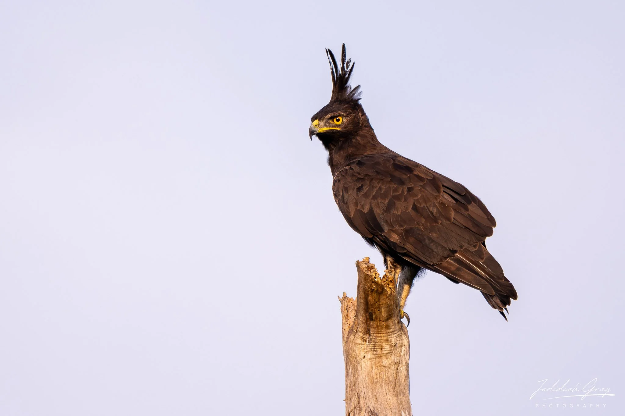 Long-crested Eagle