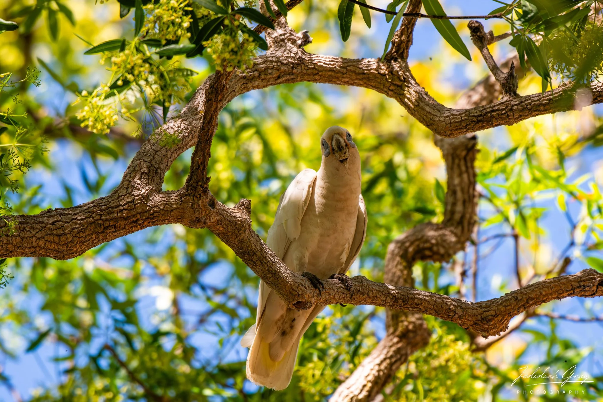 Little Corella, Northern Territory, Australia