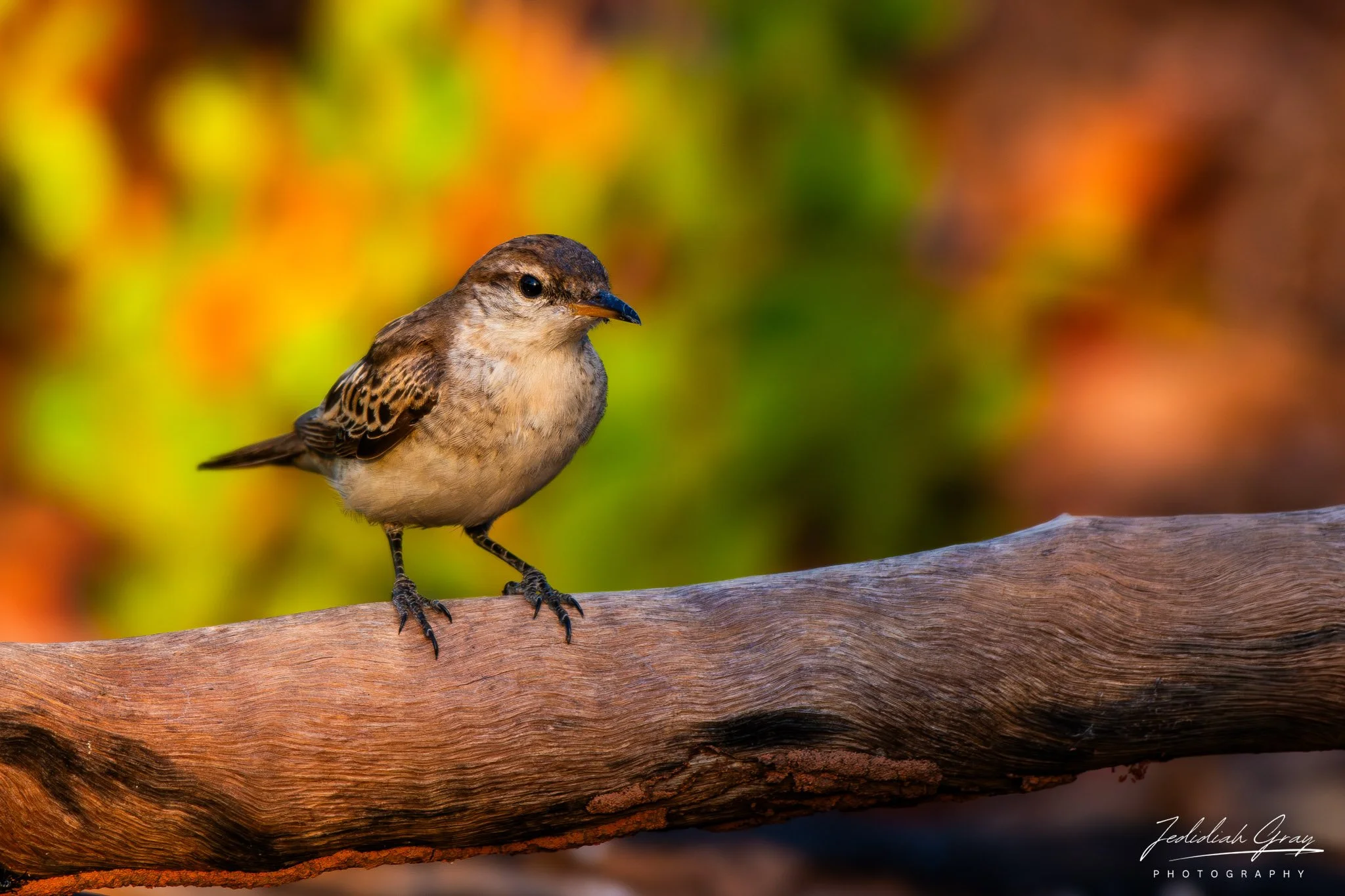 White-winged Triller, Northern Territory, Australia