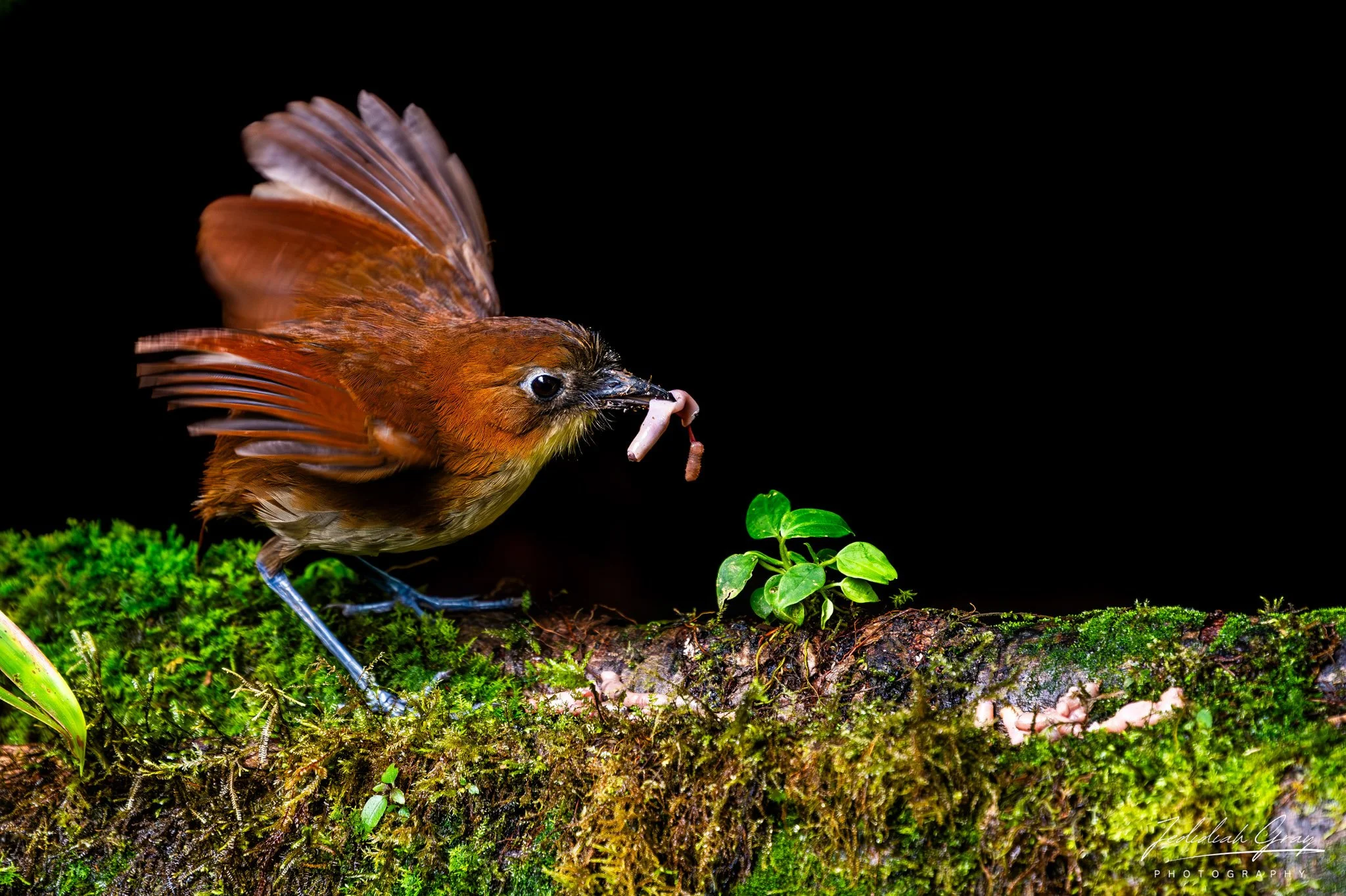 Yellow-breasted Antpitta, Ecuador