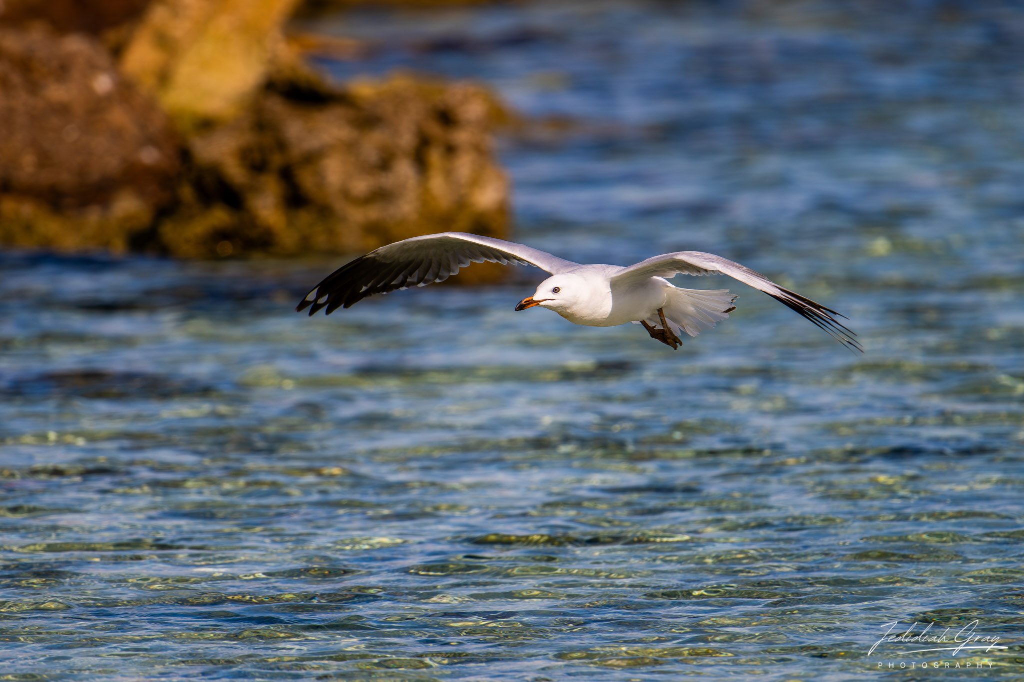 Silver Gull, Queensland, Australia