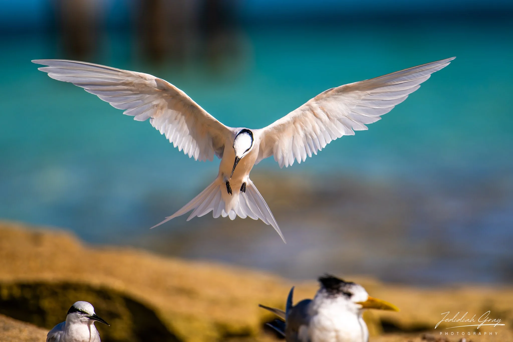 Bridled Tern, Queensland, Australia