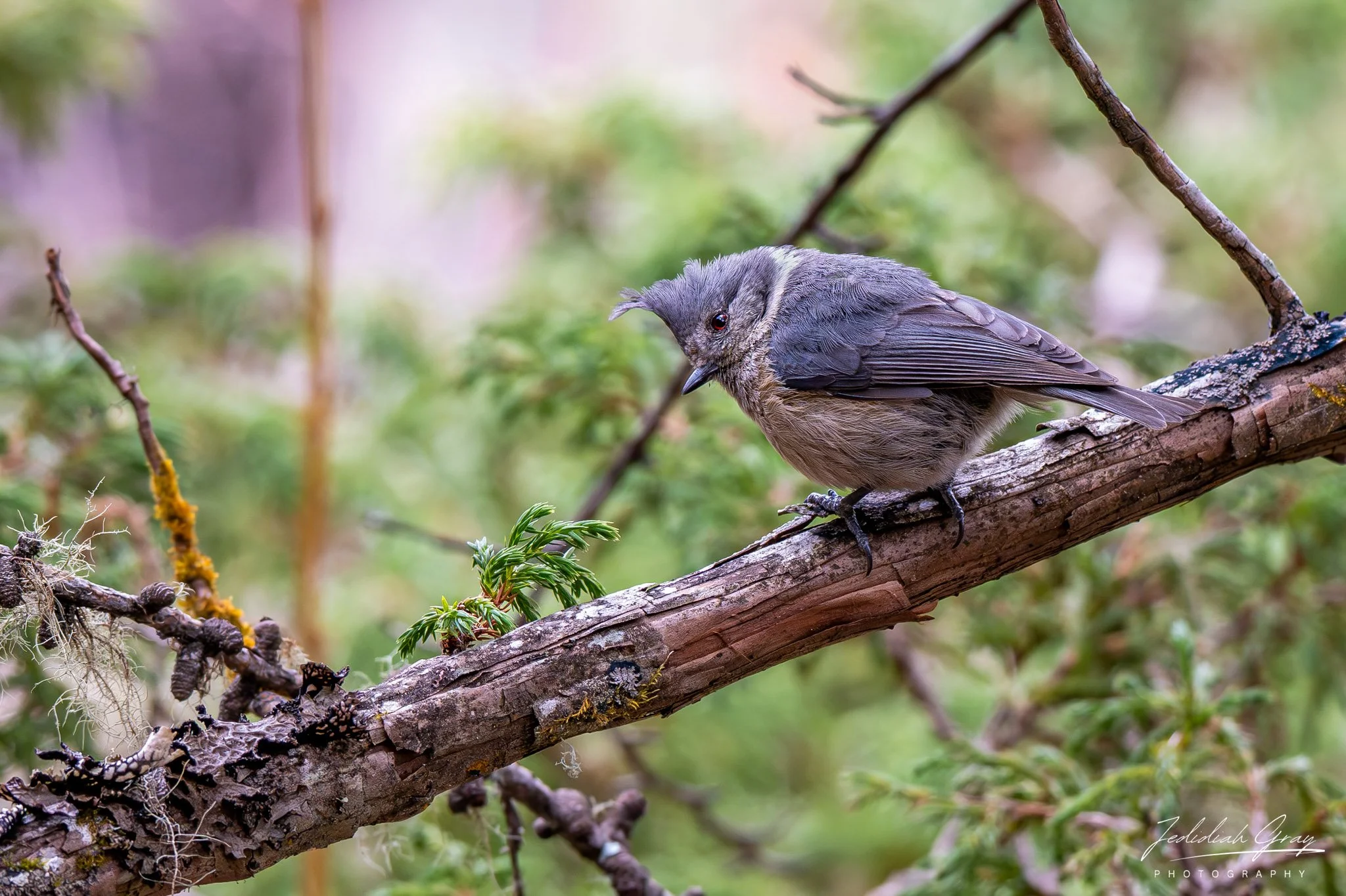 DSC_9718.jpg