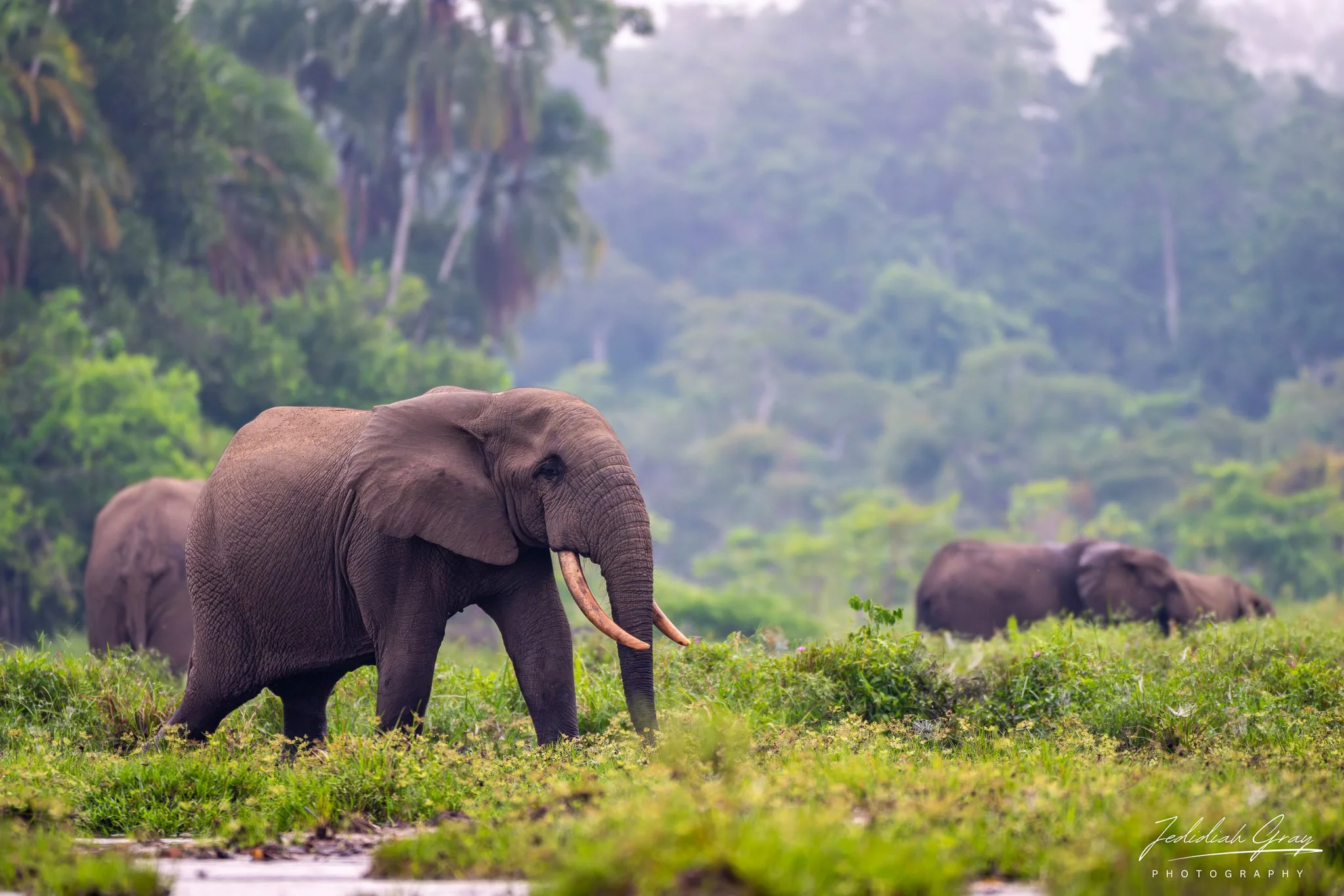 African forest elephants 