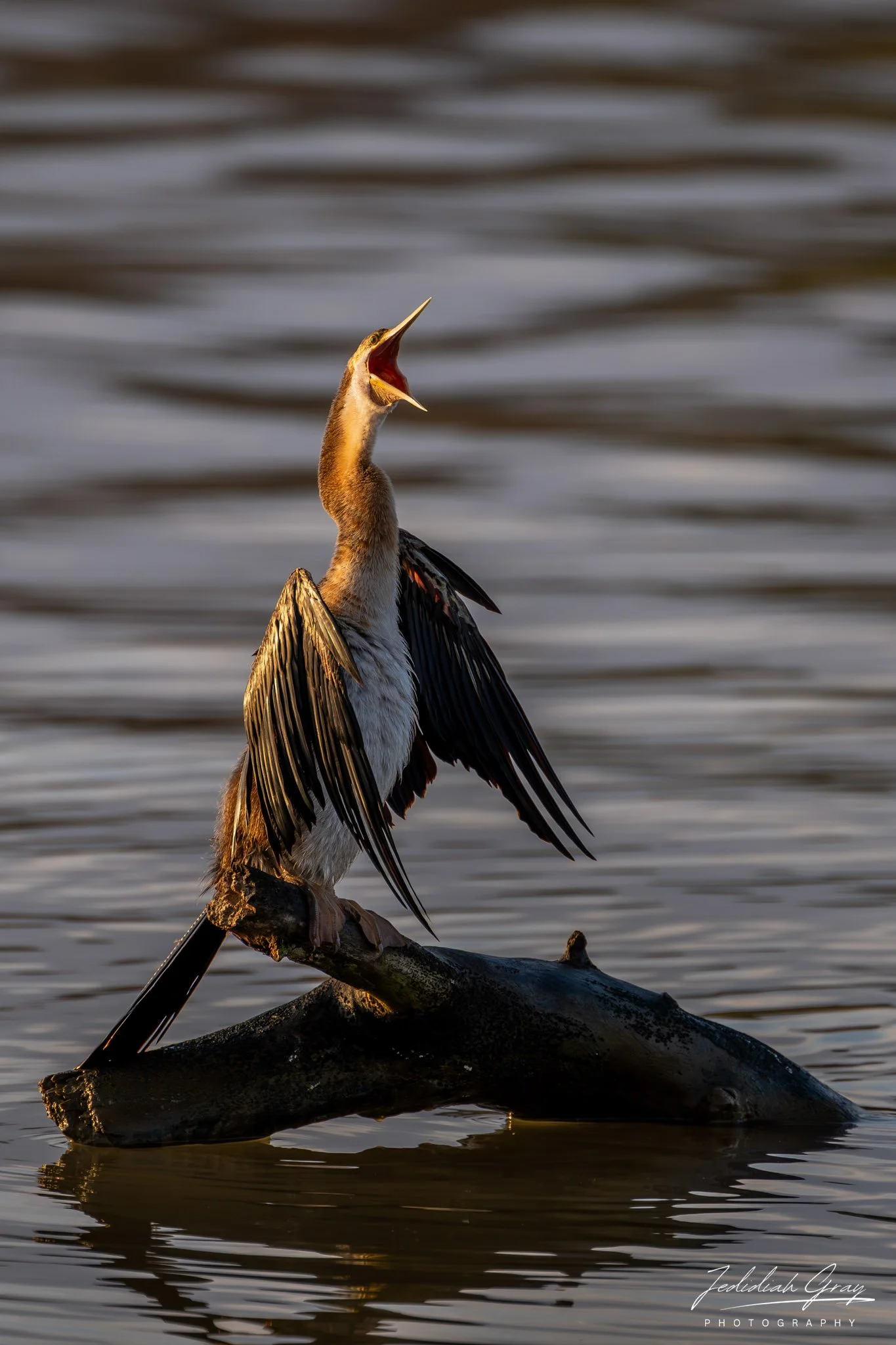 DSC_8402-Enhanced-NR.jpg