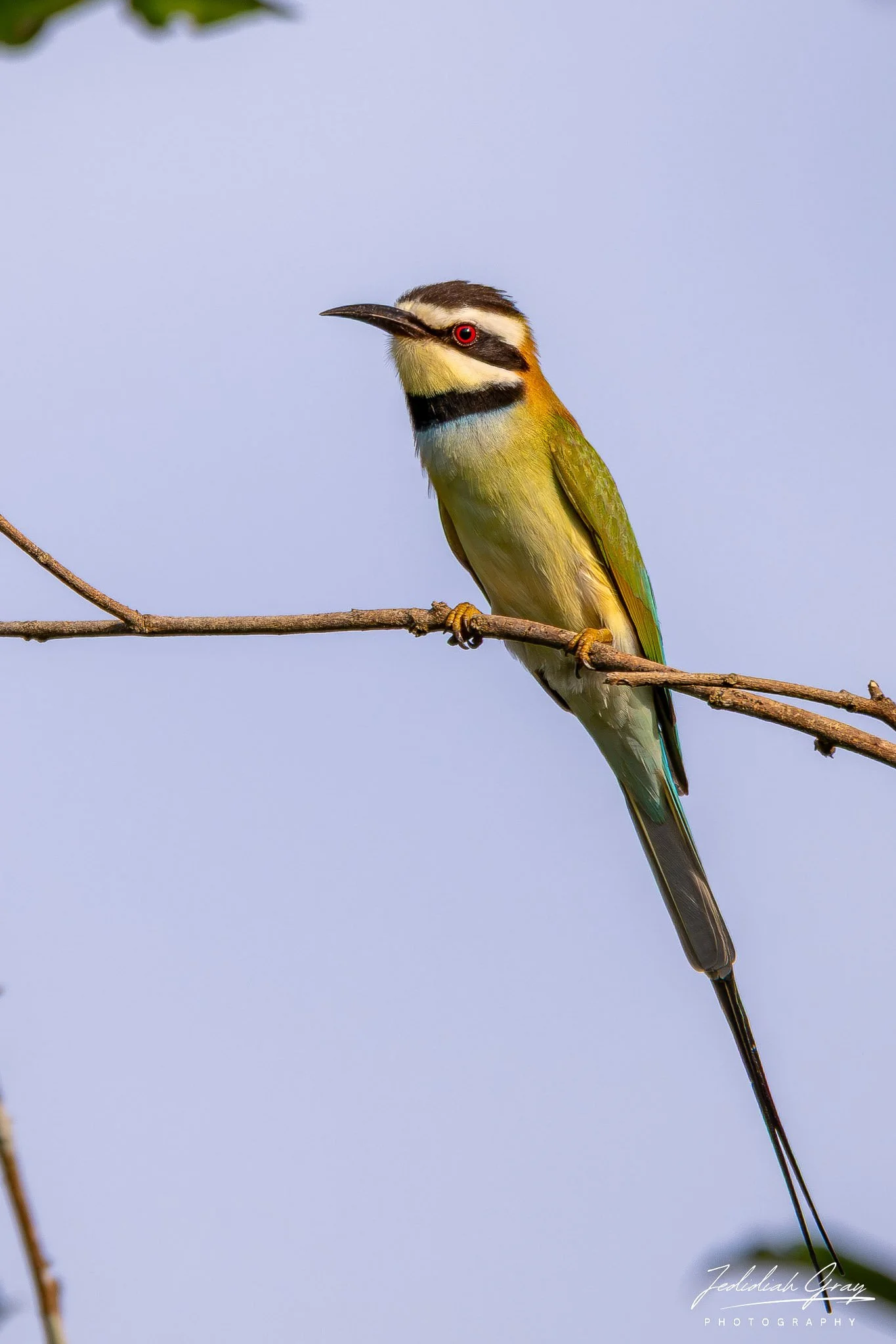 White-throated Bee-eater