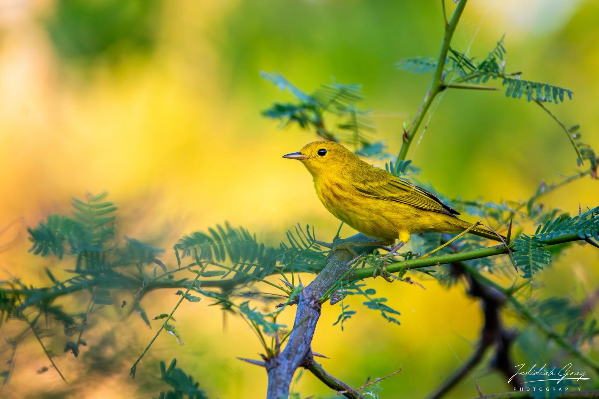 Mangrove Yellow Warbler, Bonaire 