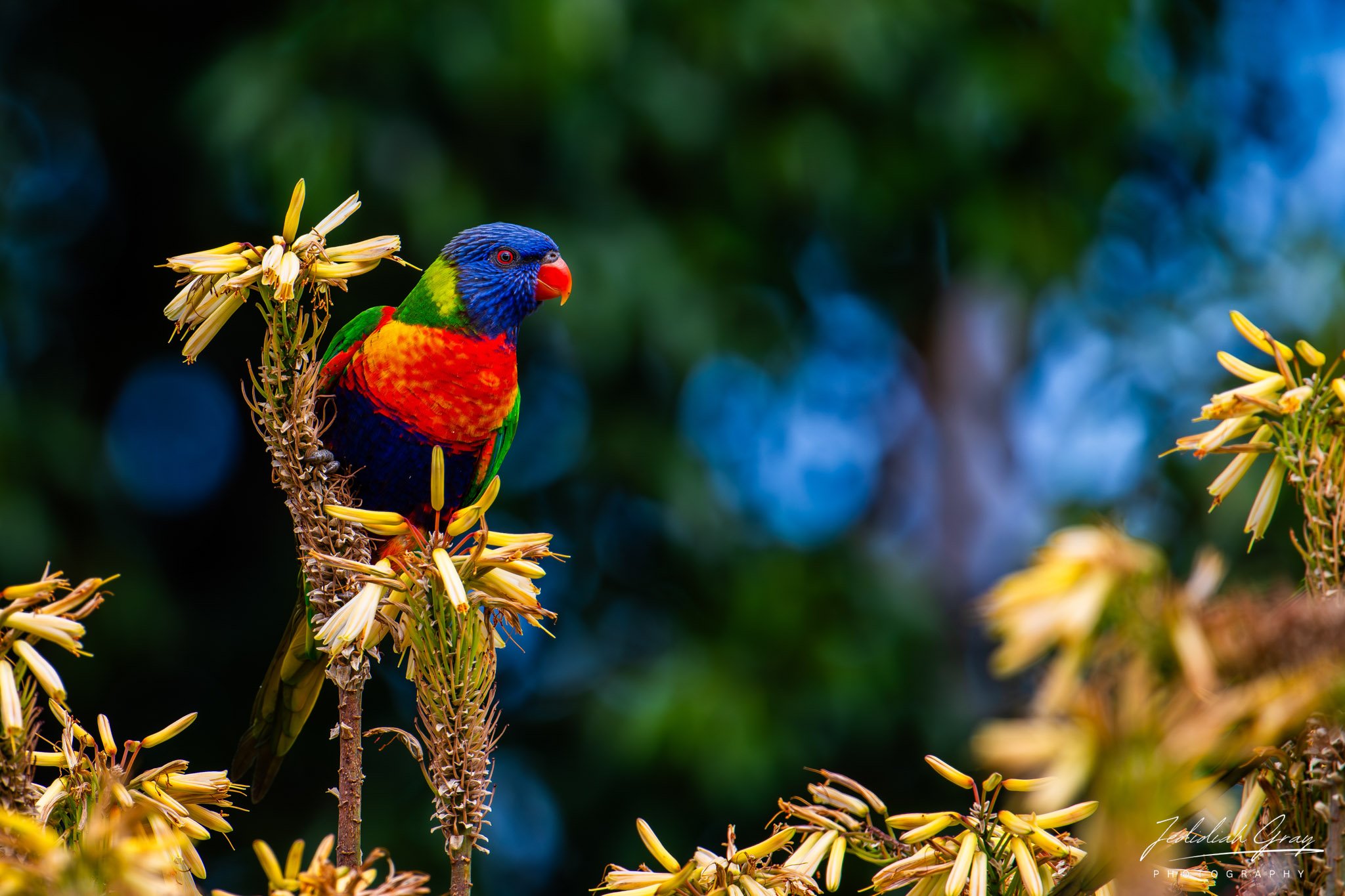 Rainbow Lorikeet, New South Wales, Australia