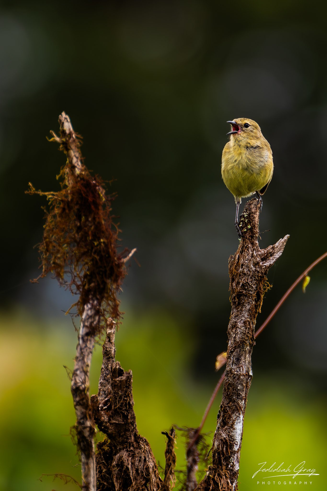 Gray Warbler-Finch, Galapagos, Ecuador